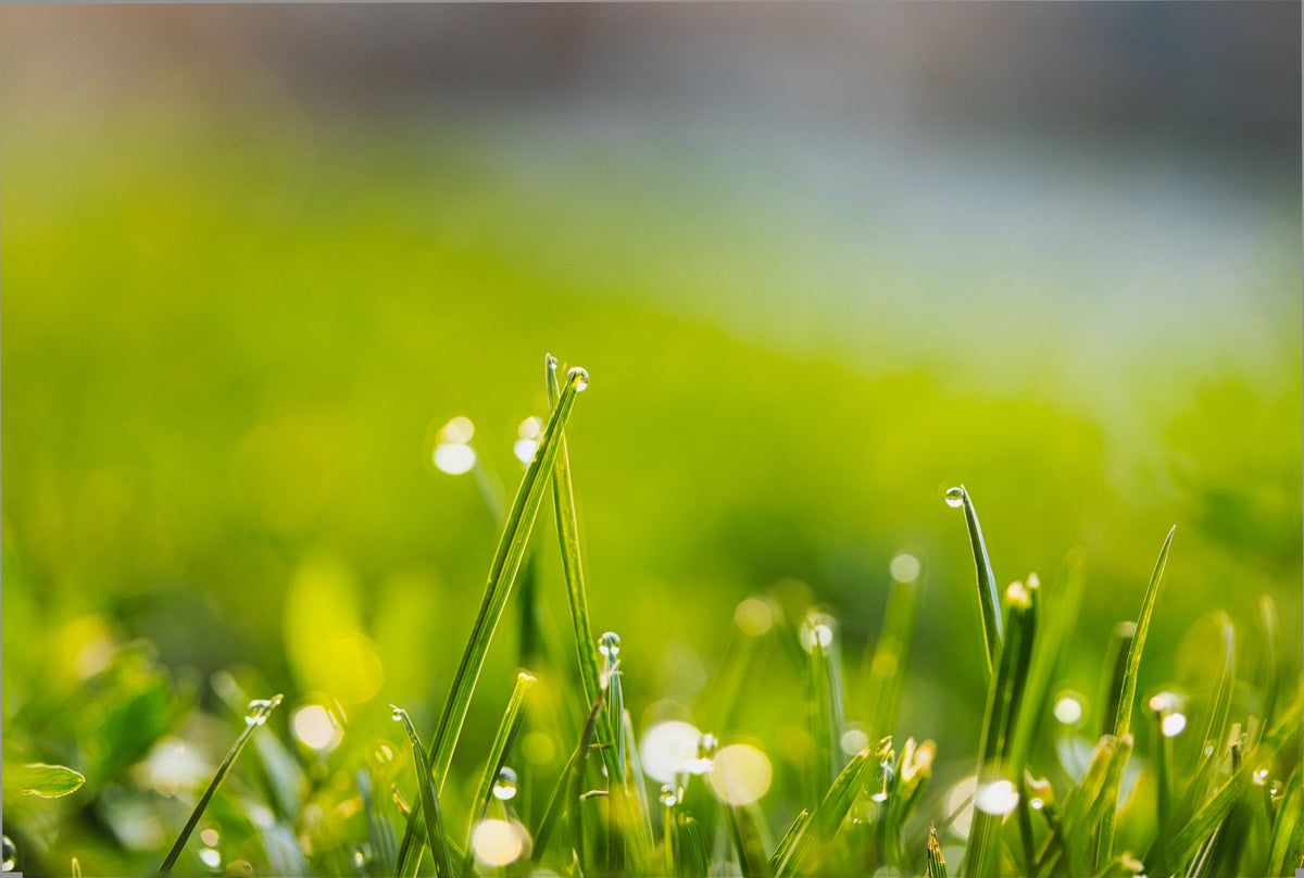 Close-up of grass blades with water drops
