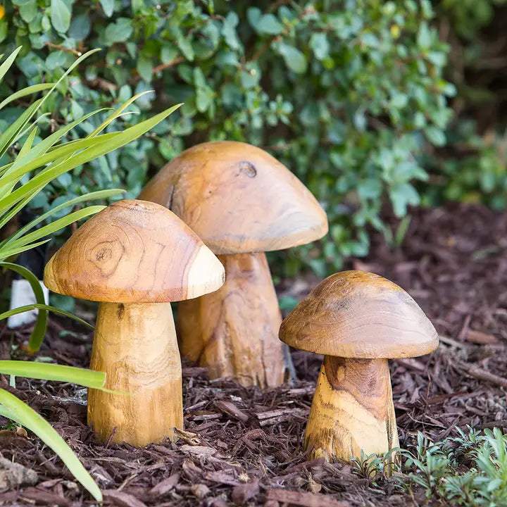 Teak Root Mushrooms