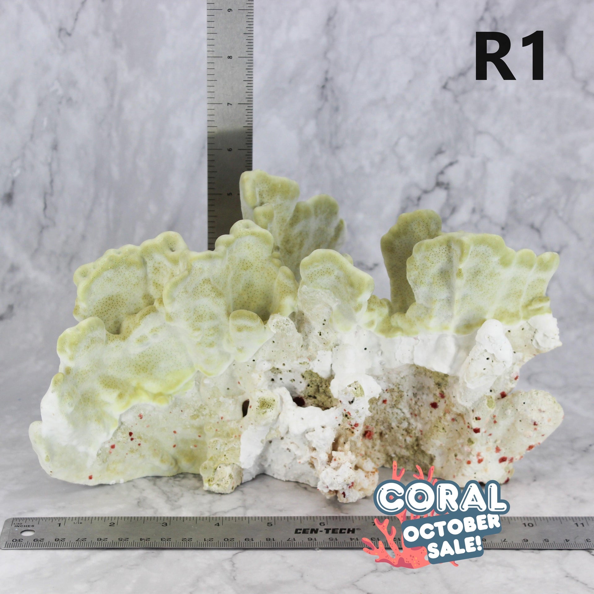 Fire Slab Coral 10-12"