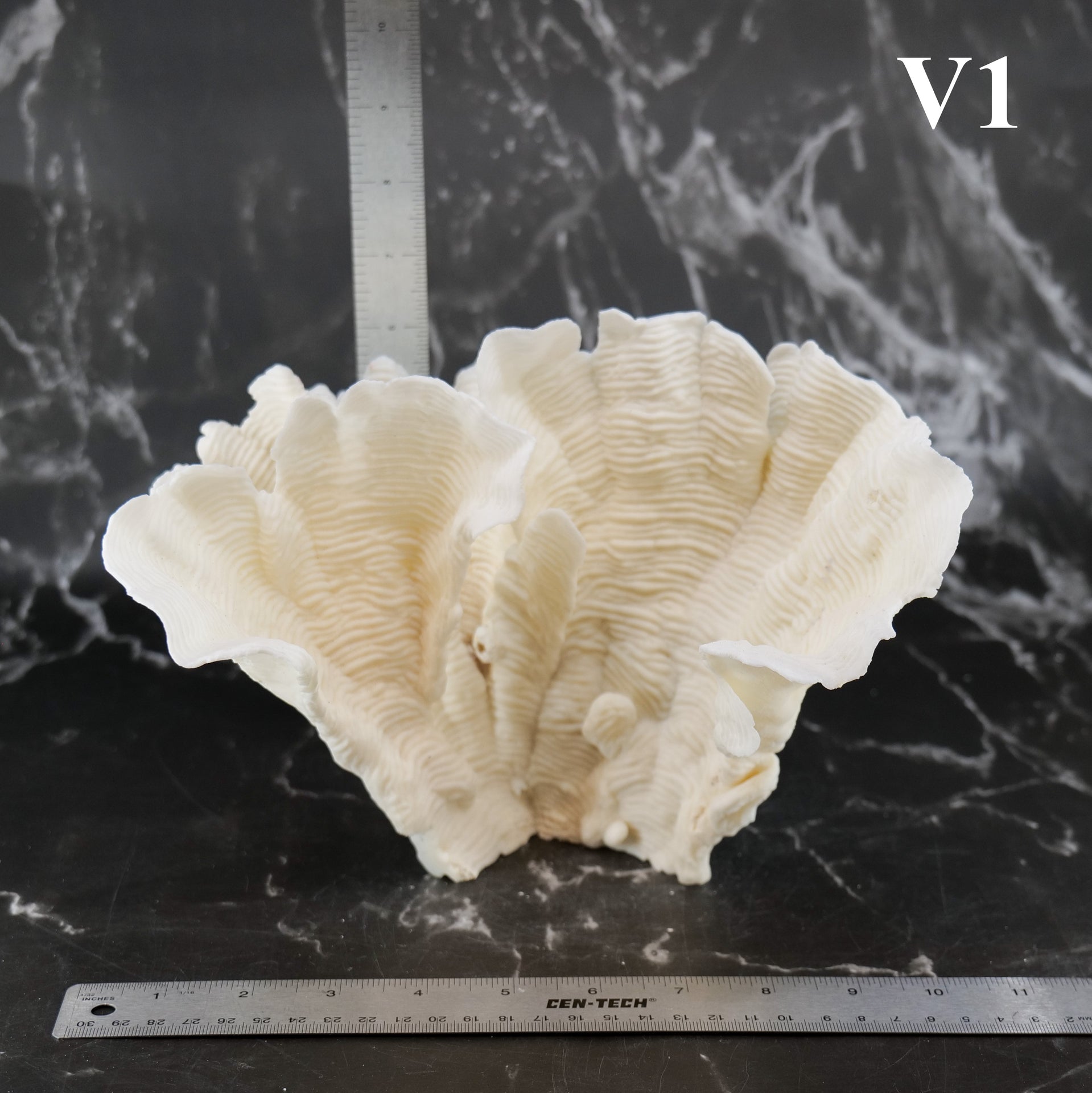 Rugosa Coral 10-12"