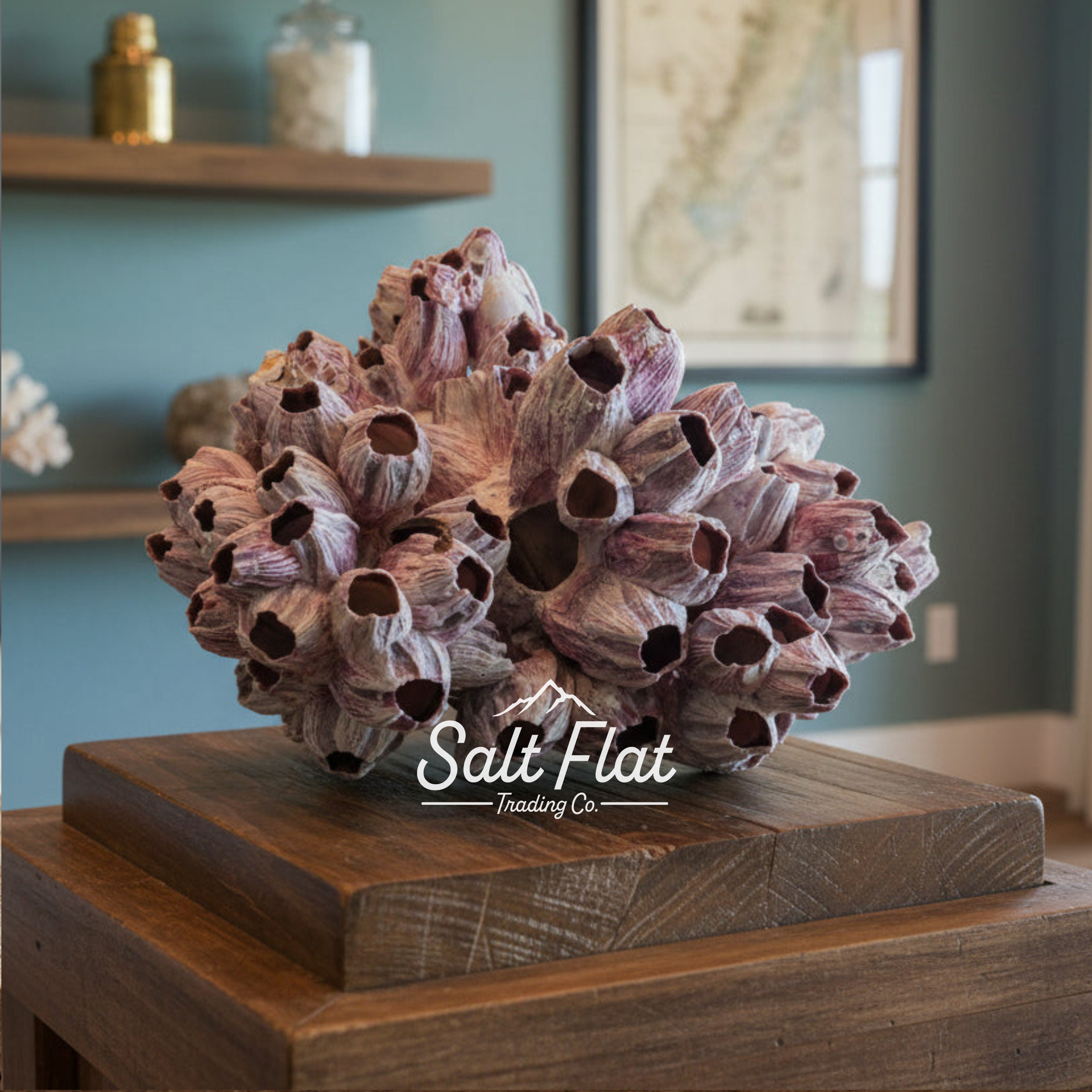 Percebes de 10 a 12 pulgadas