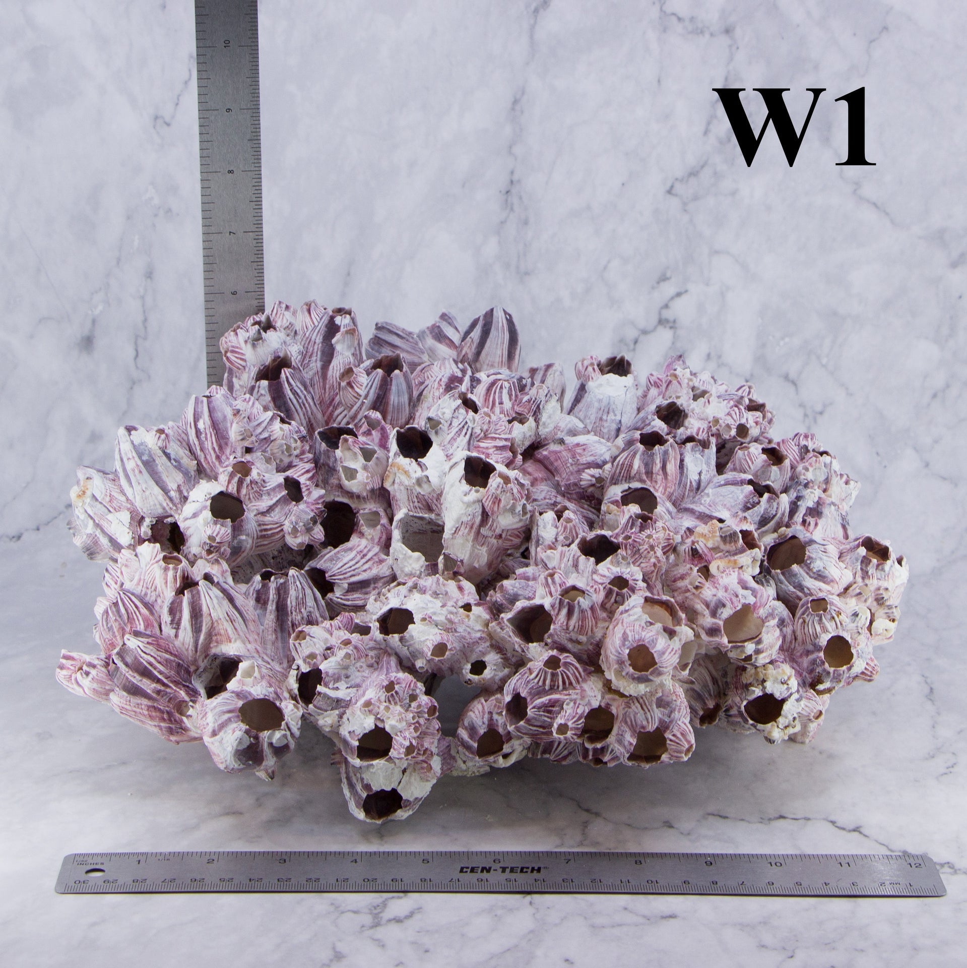 Percebes de 12 a 15 pulgadas