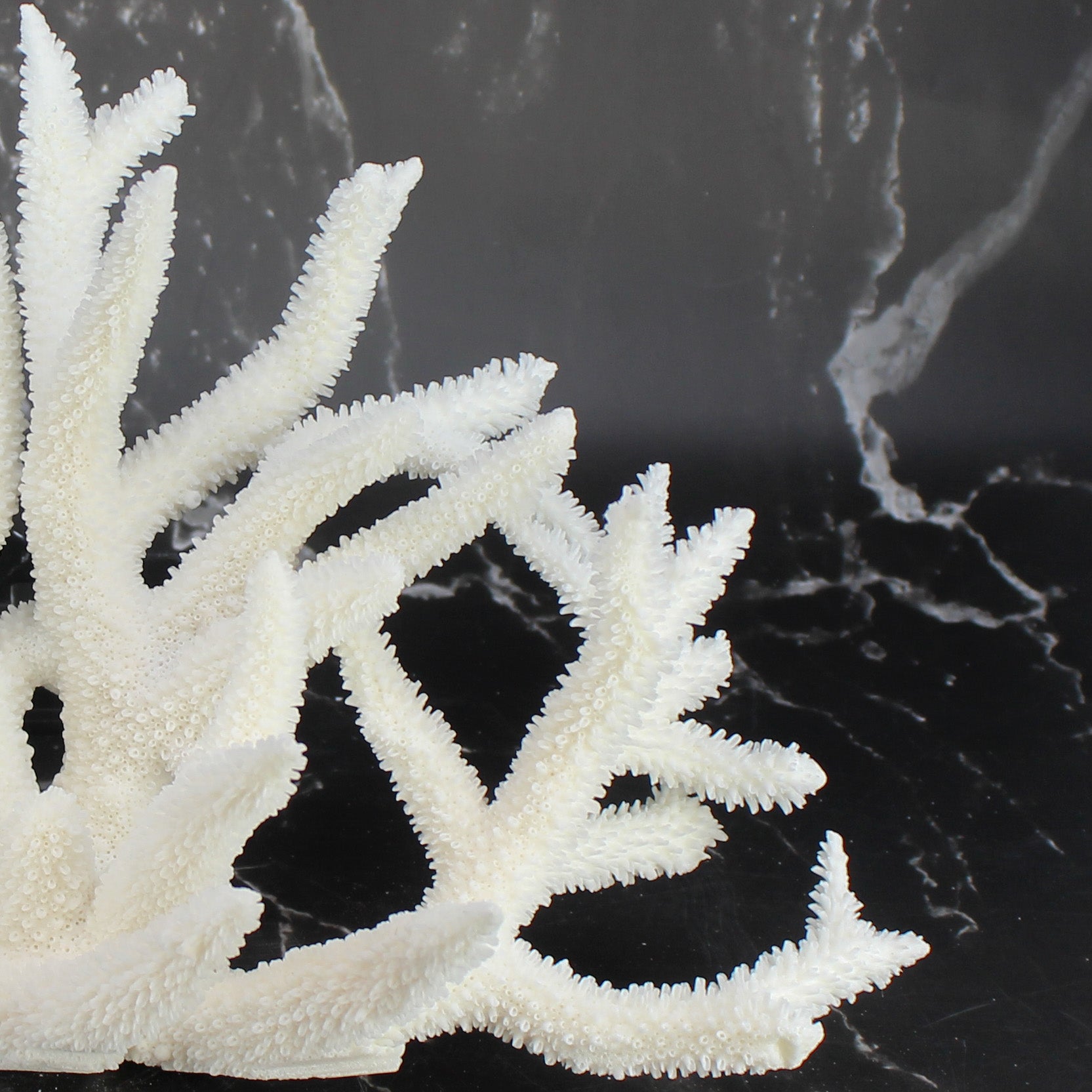 Staghorn Coral 12-14"