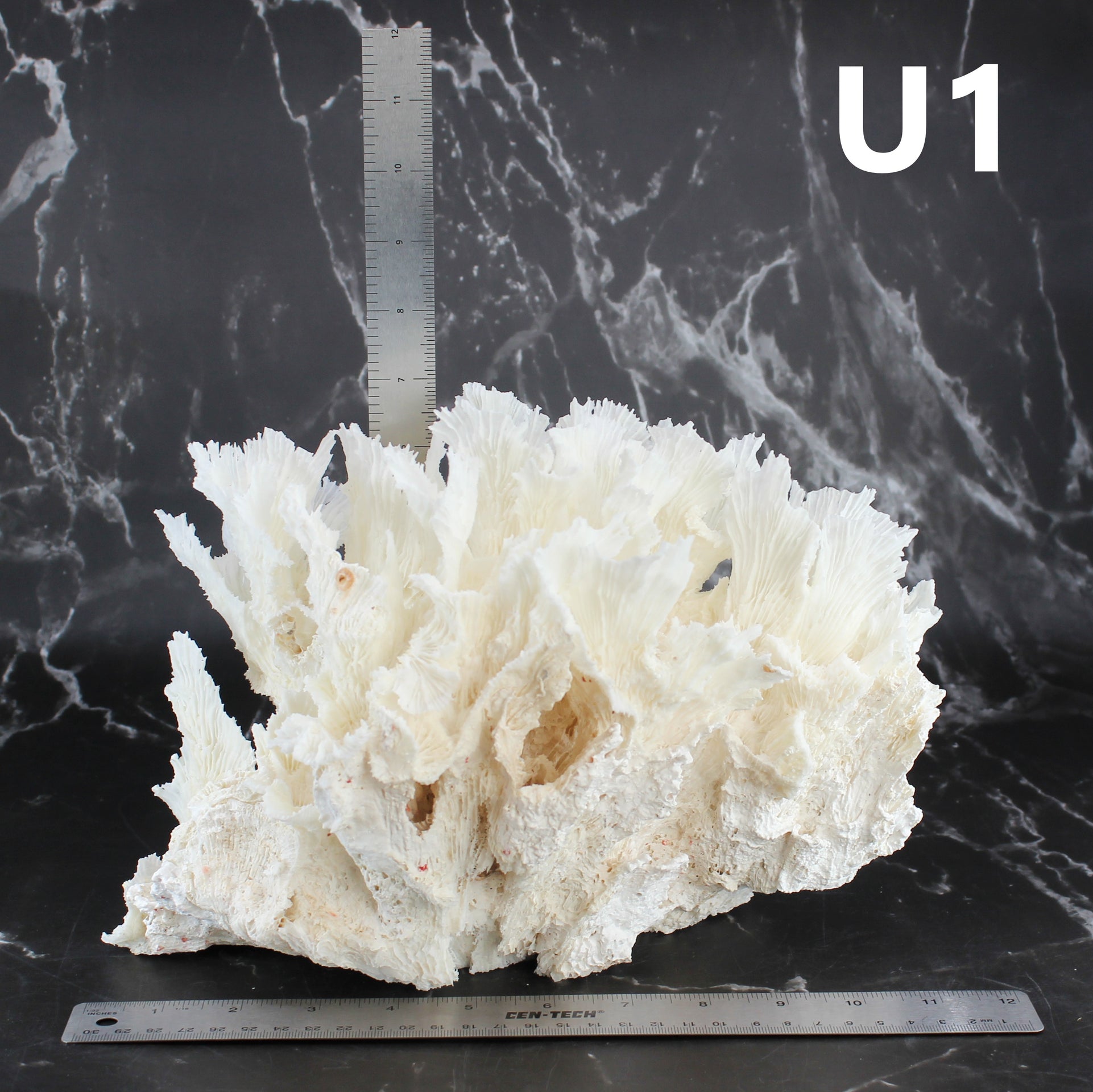 Lechuga Coral 12-14"