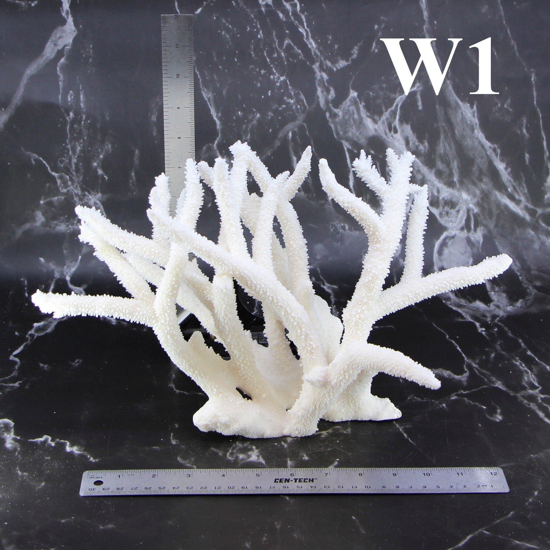 Staghorn Coral 12-14"