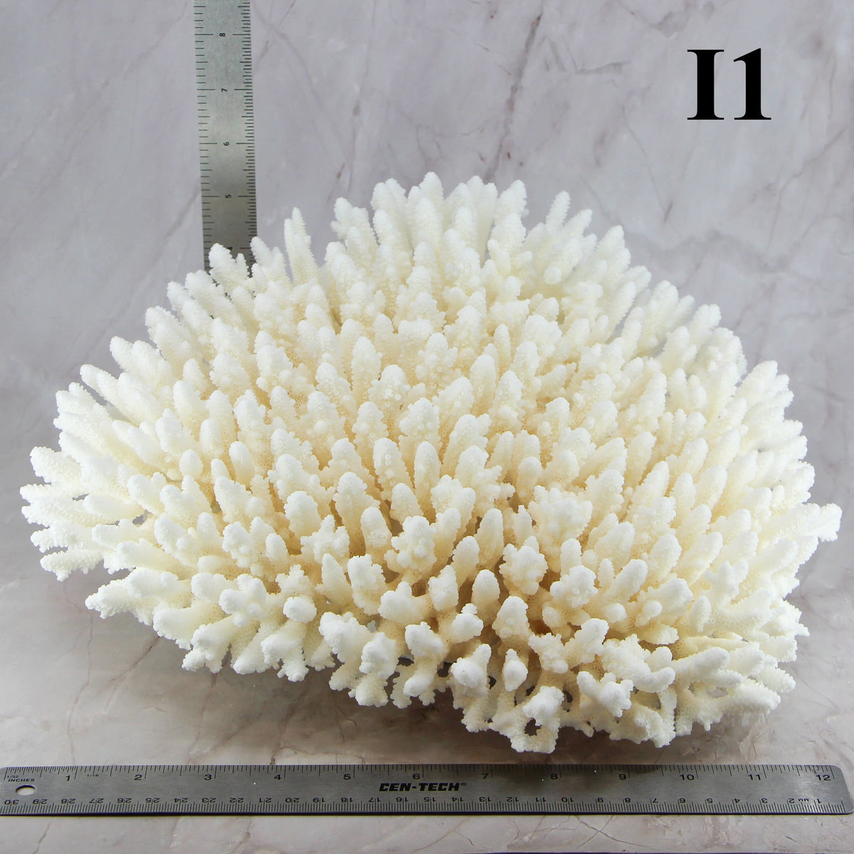 Table Coral 12-14"