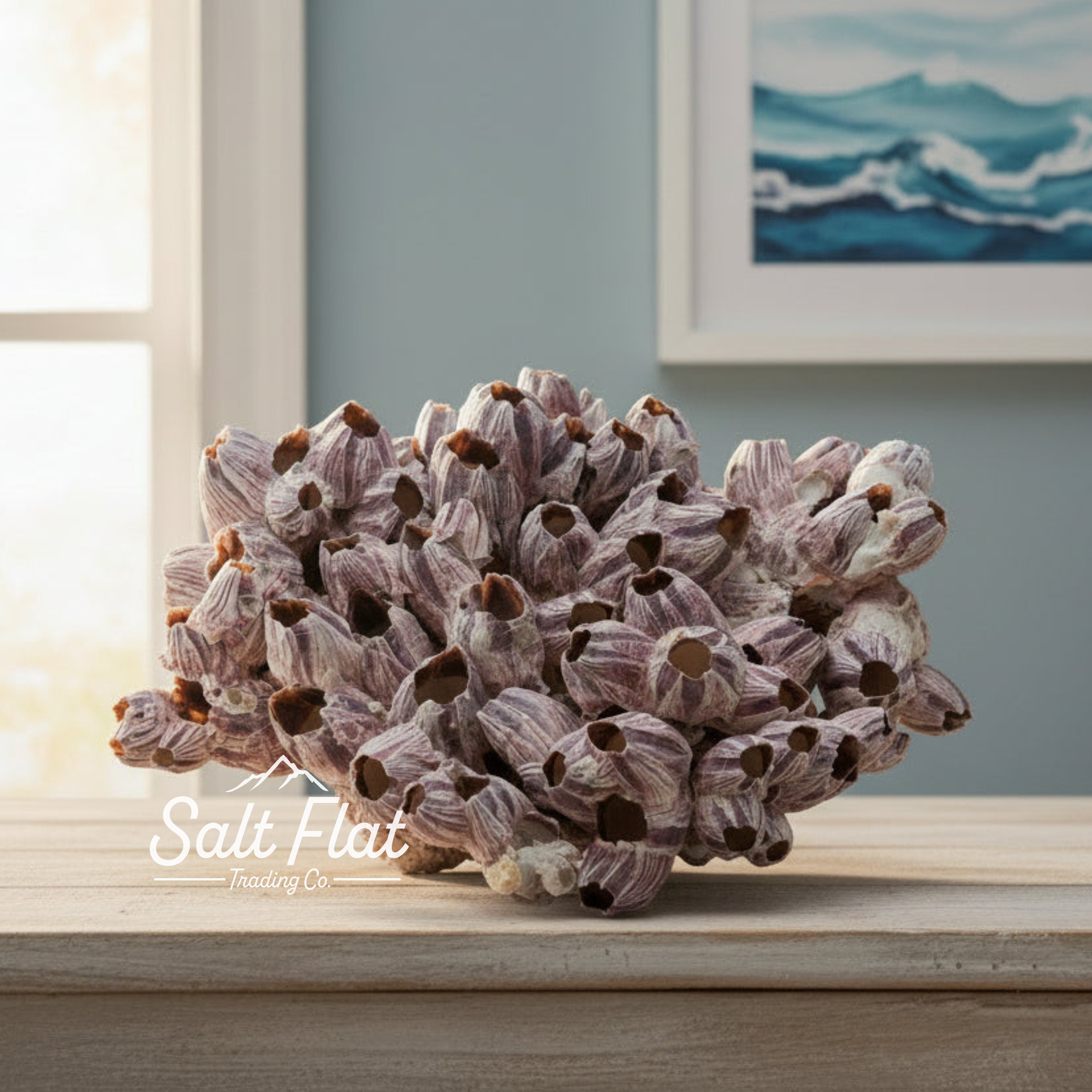 Percebes de 12 a 15 pulgadas