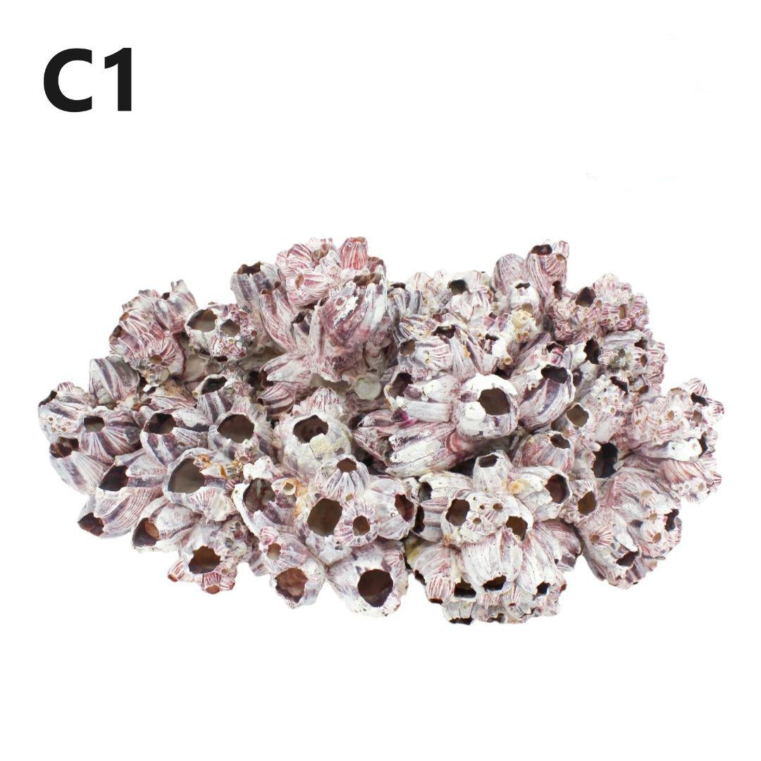 Percebes de 14 a 18 pulgadas