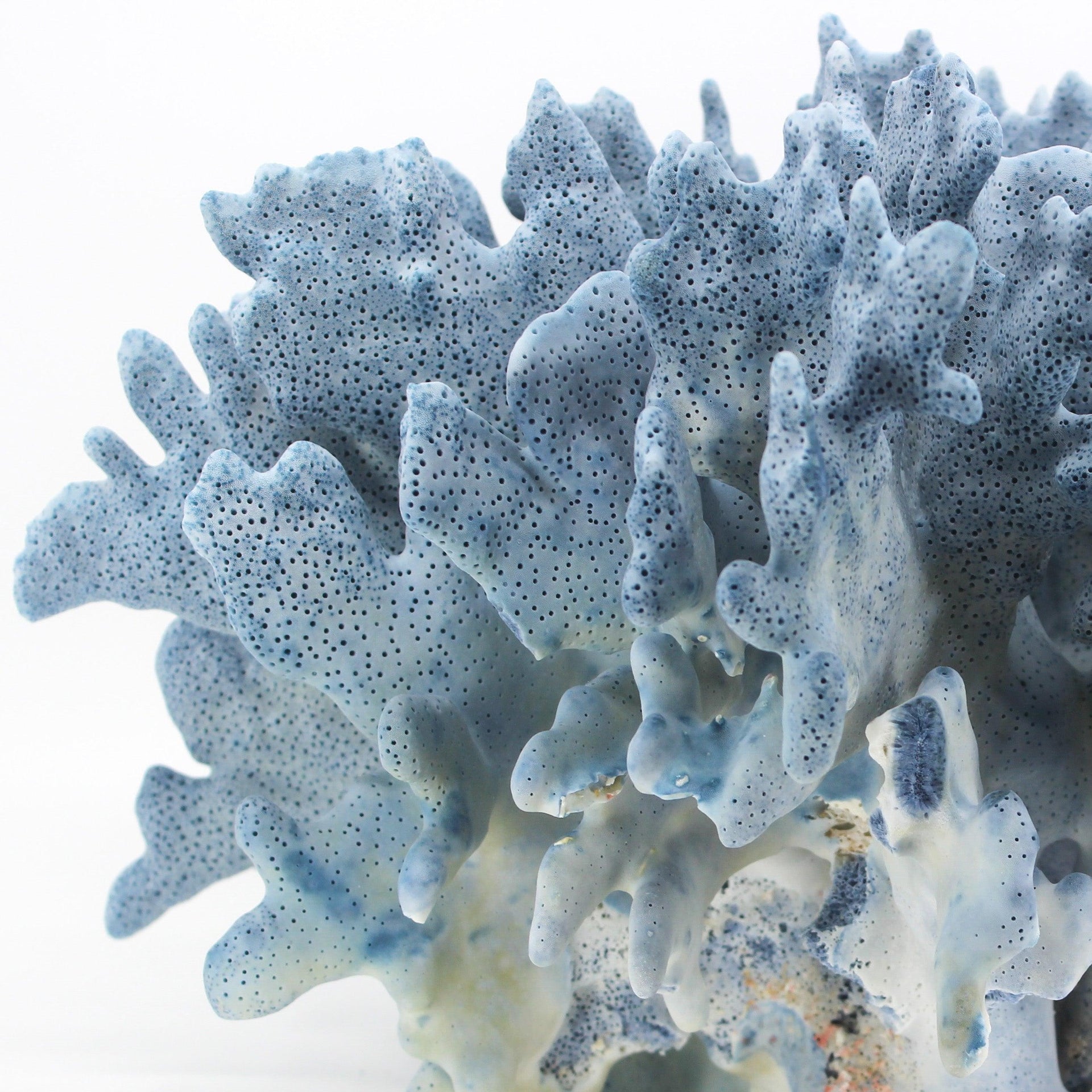 Coral azul 14-16"