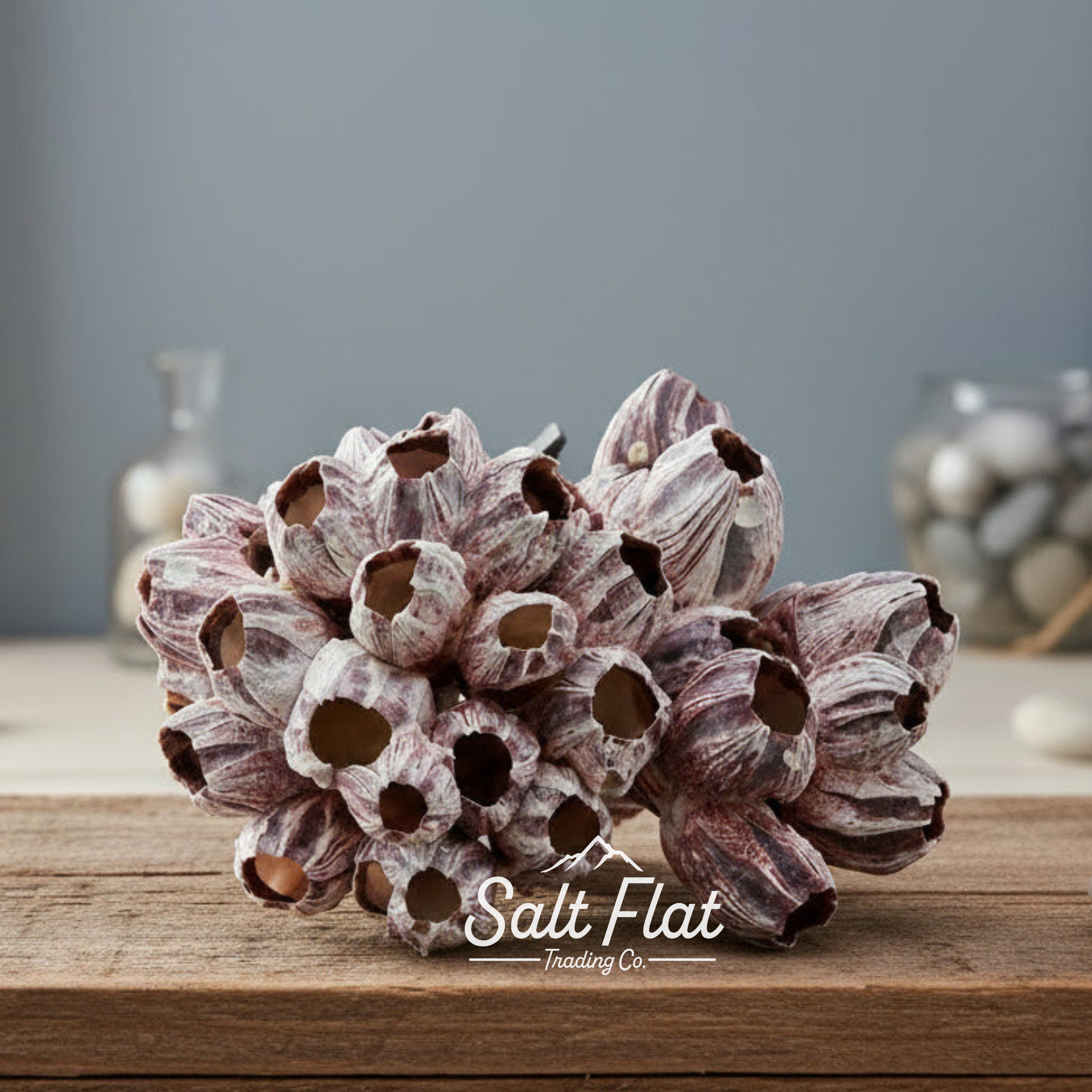 Percebes de 7 a 10 pulgadas