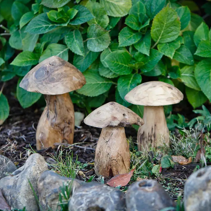 Hongos de raíz del árbol del té