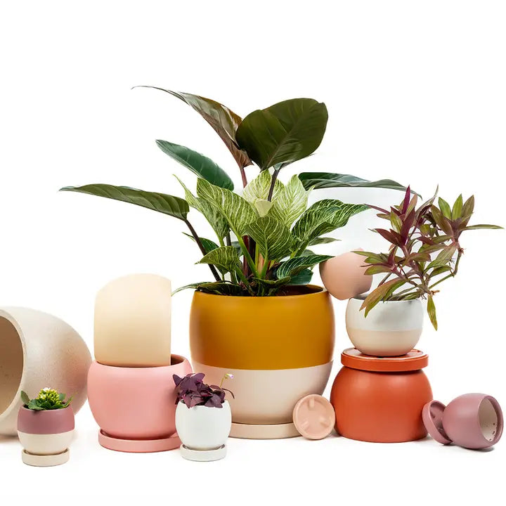 8" Bollé Pots with Water Saucers