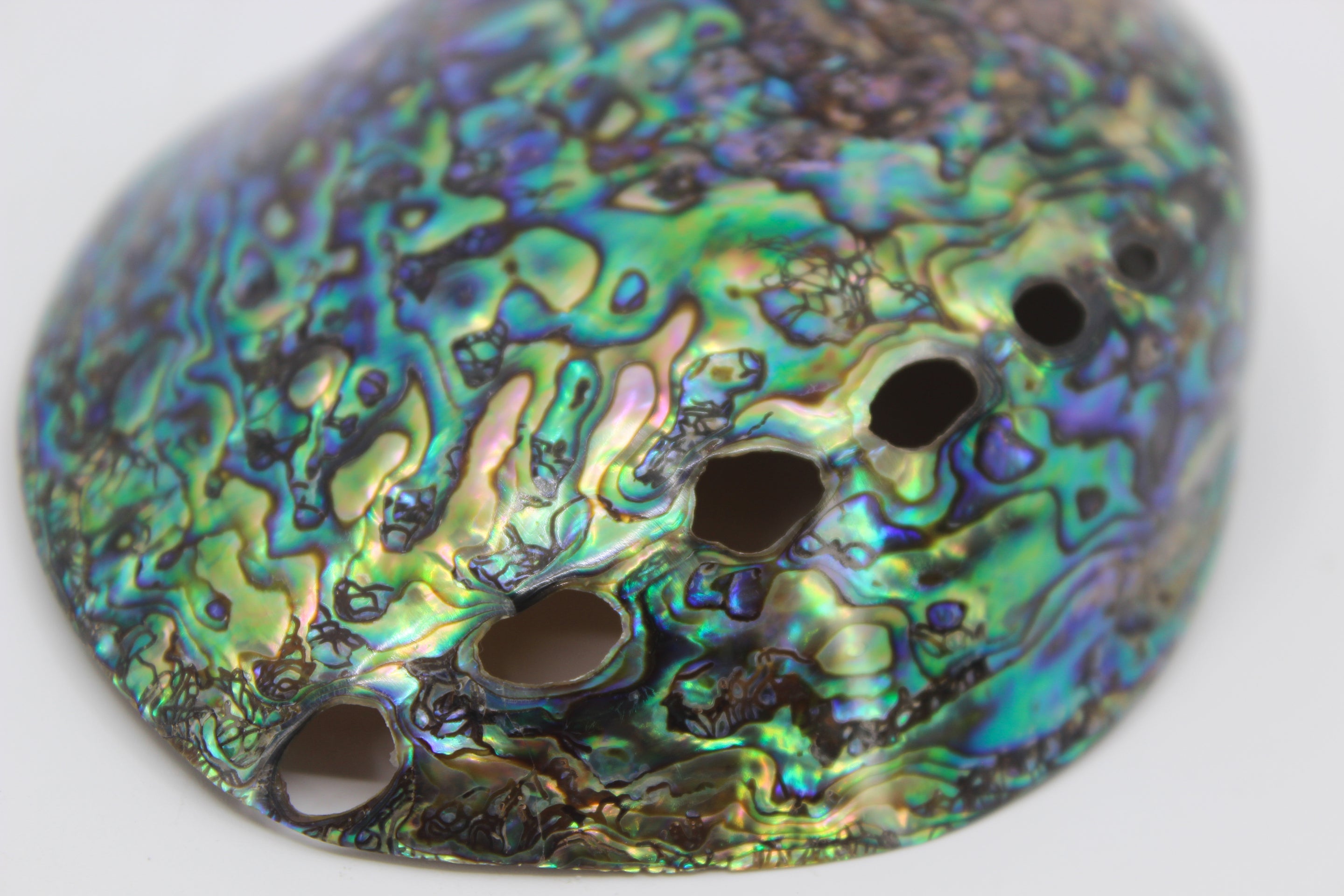 Abulón Paua pulido de 4,5 a 5 pulgadas