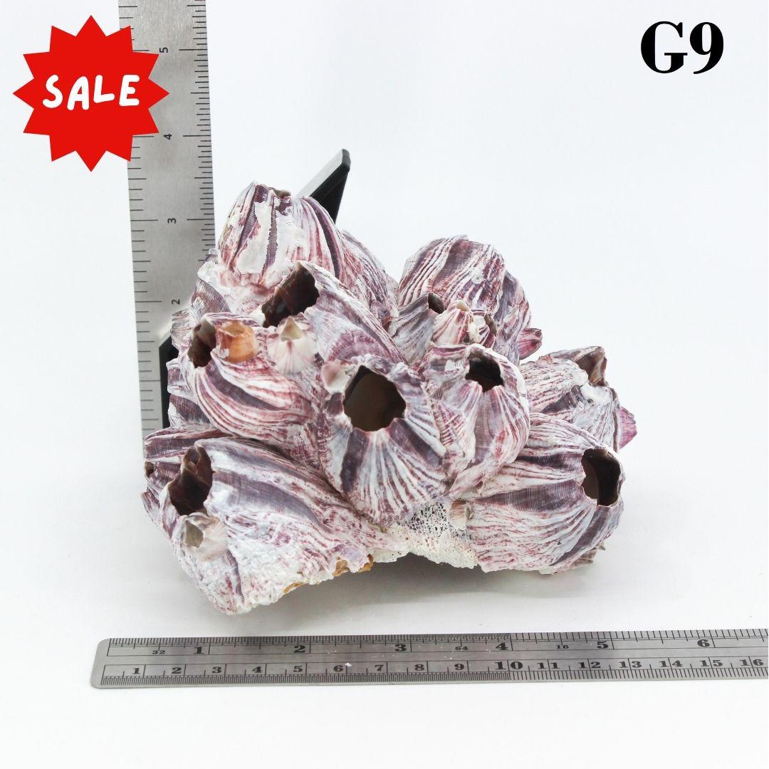 Percebes de 5 a 7 pulgadas
