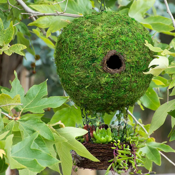 Casas para pájaros de musgo