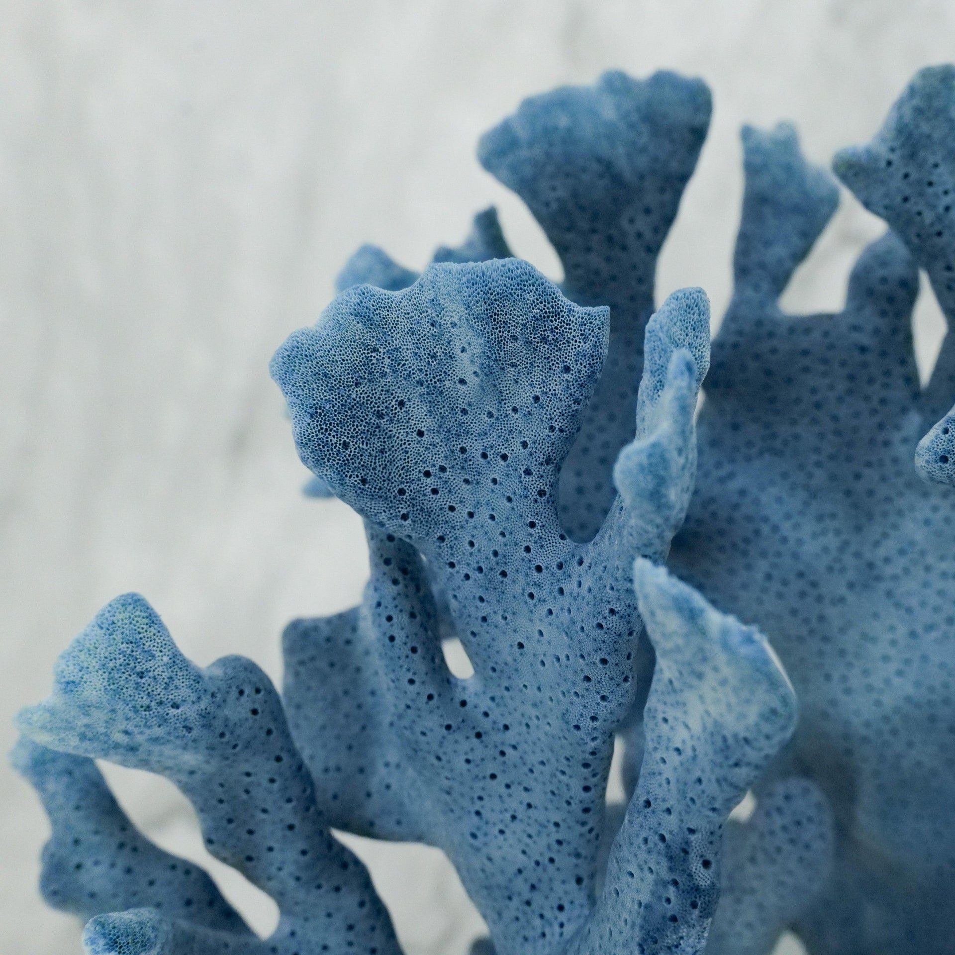 Coral azul de 7 a 10 pulgadas