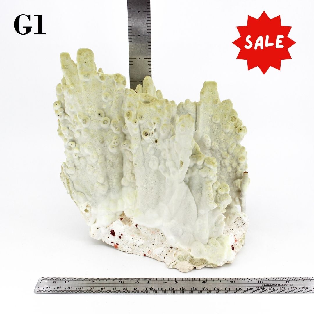 Losa de fuego Coral 7-10"