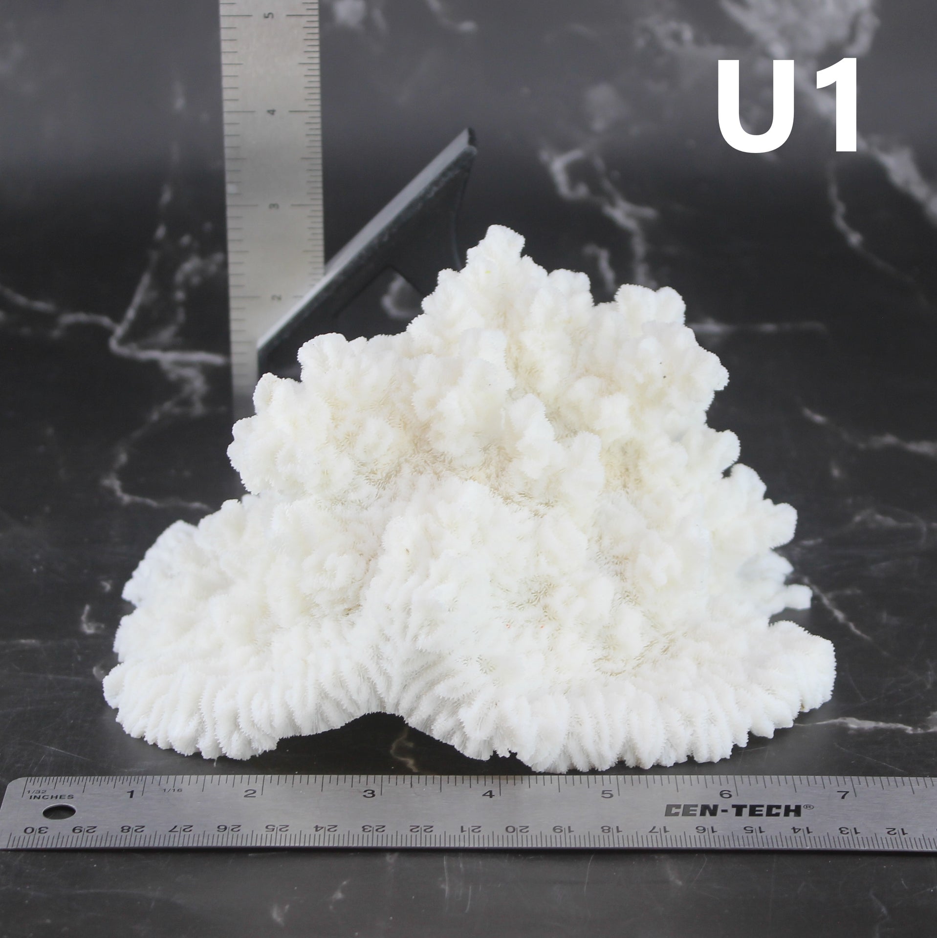 Merulina Coral 7-10"