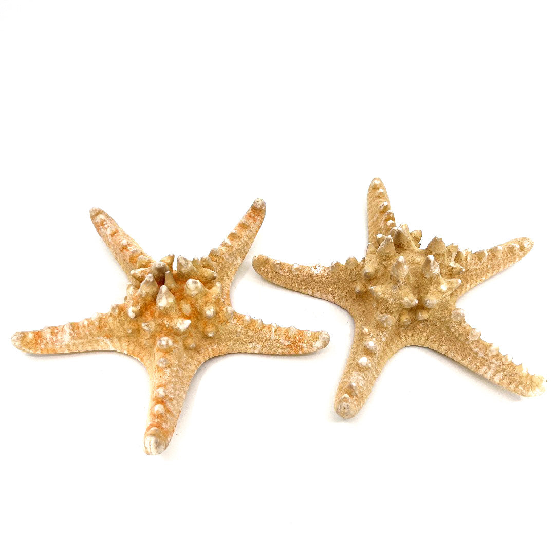 Estrella con nudos naturales de 7-8"