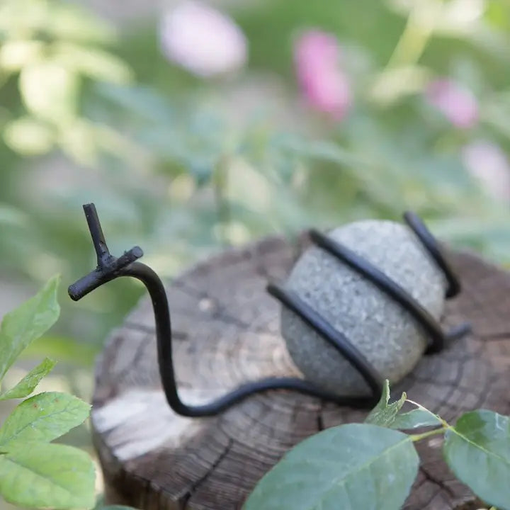 River Stone Snail