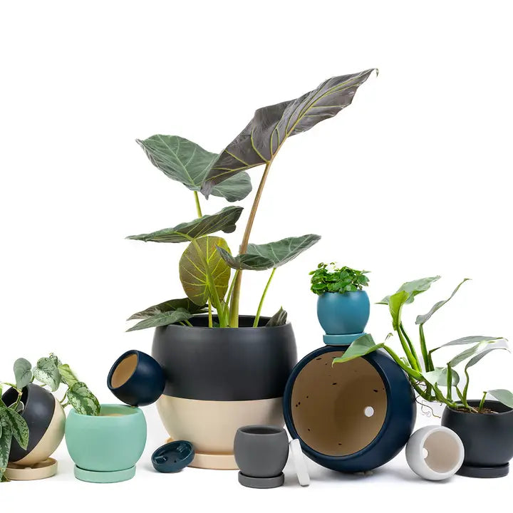 10" Bollé Pots with Water Saucers