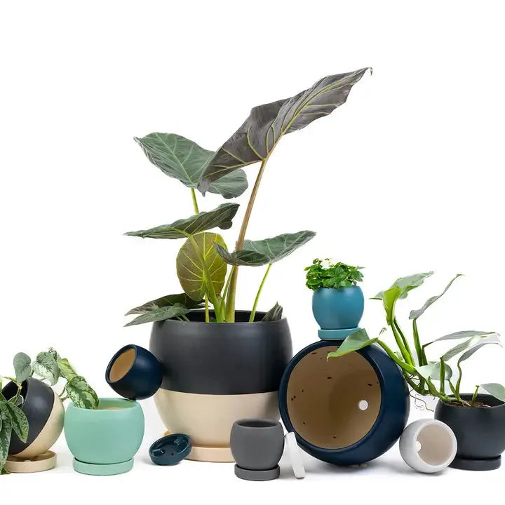 10" Bollé Pots with Water Saucers