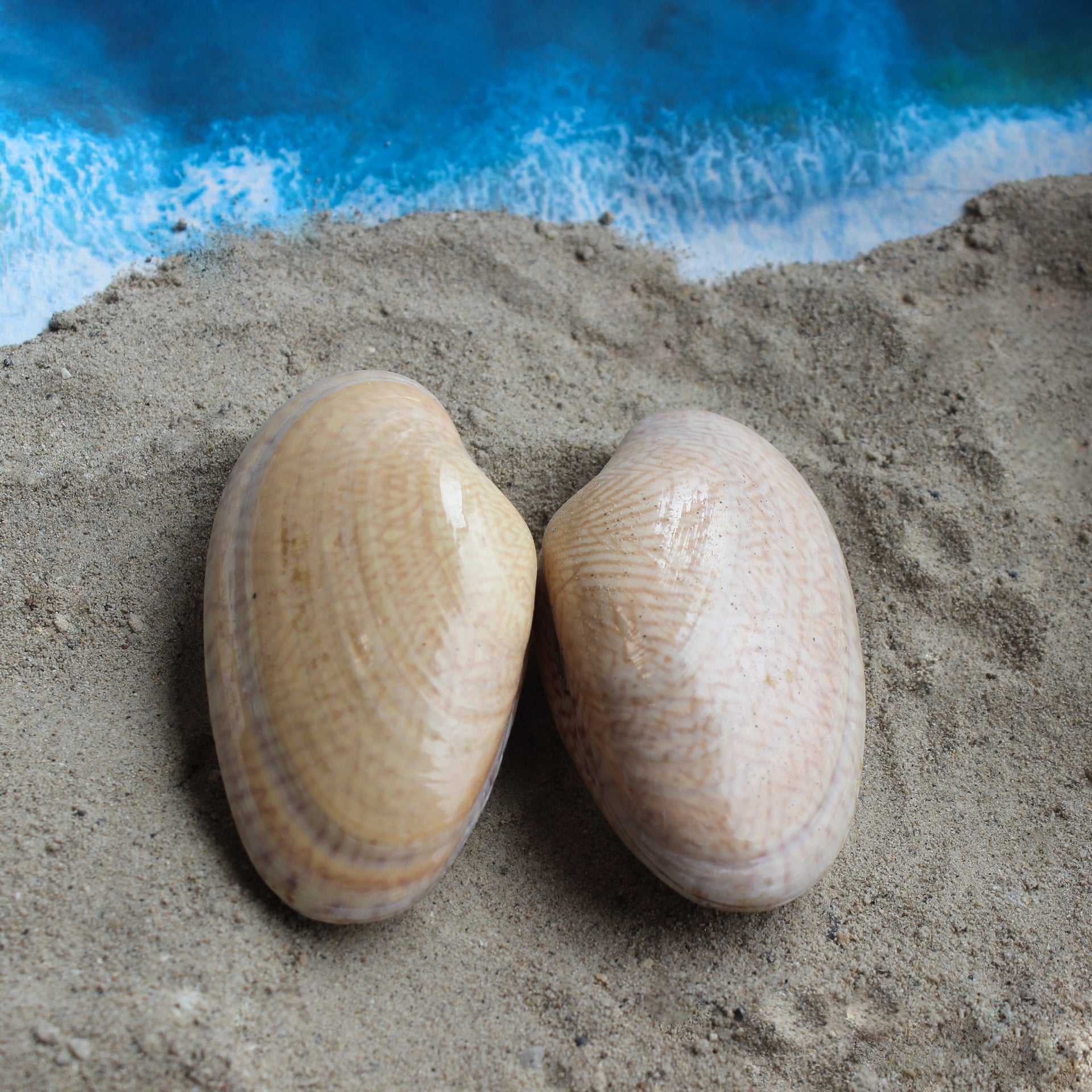 Butterfly Venus Clam