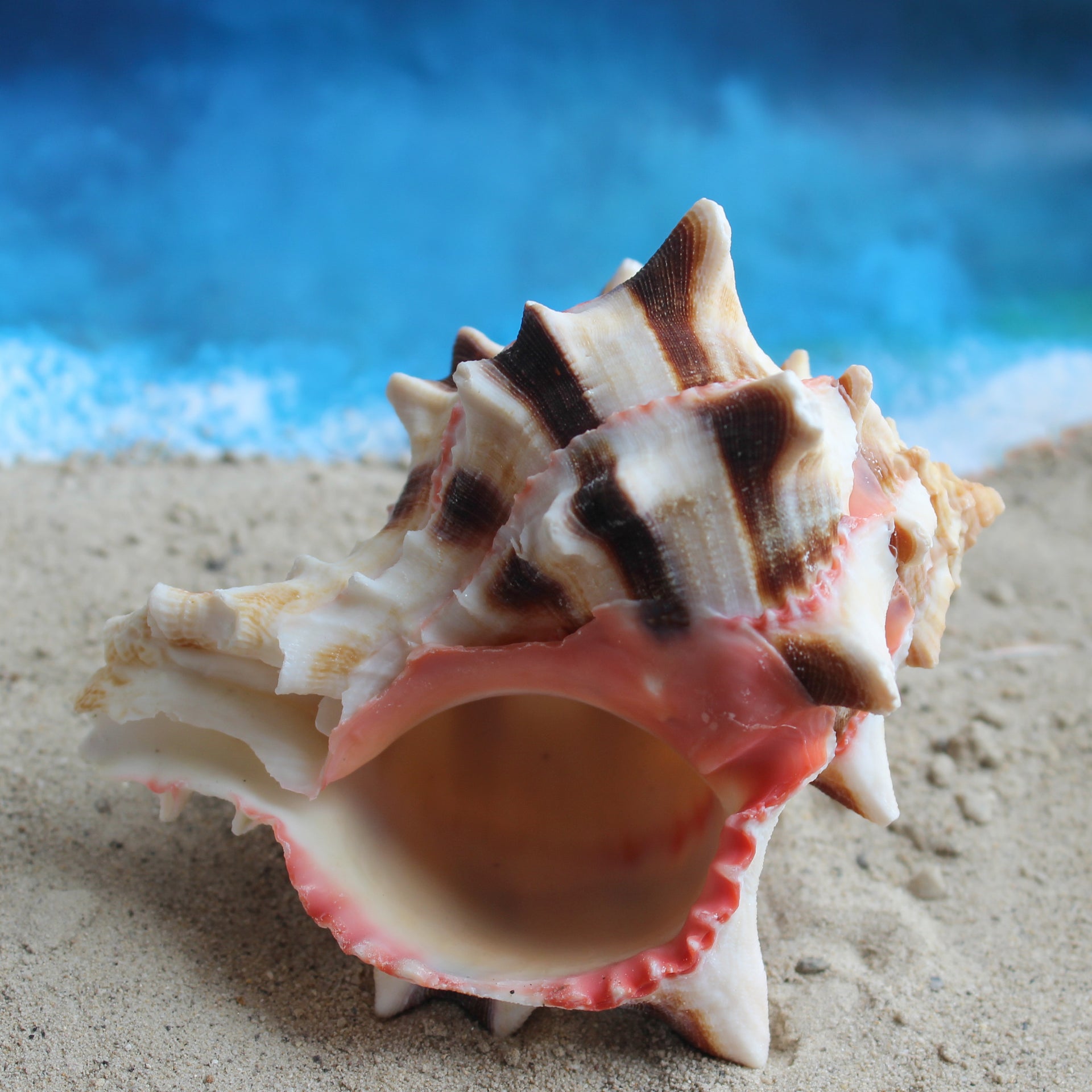 Cabbage Murex 3.5-4"