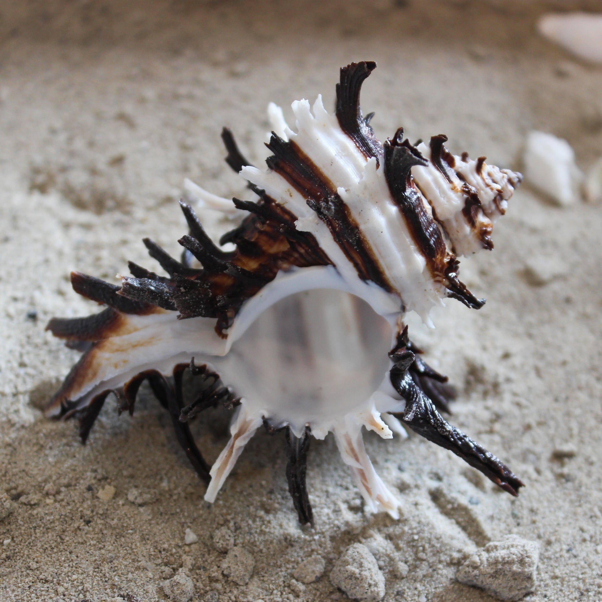 Endive Murex