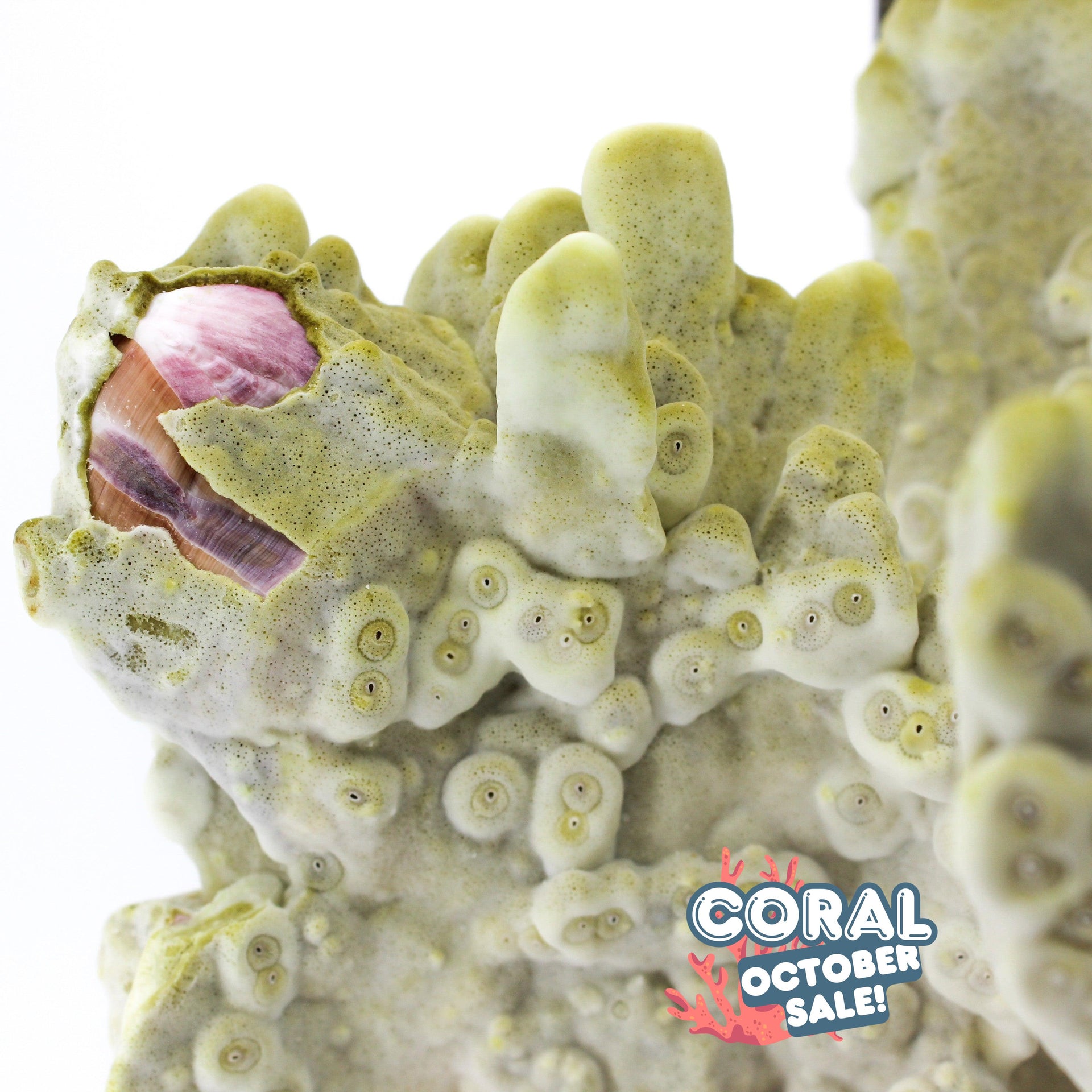 Fire Slab Coral 12-14"