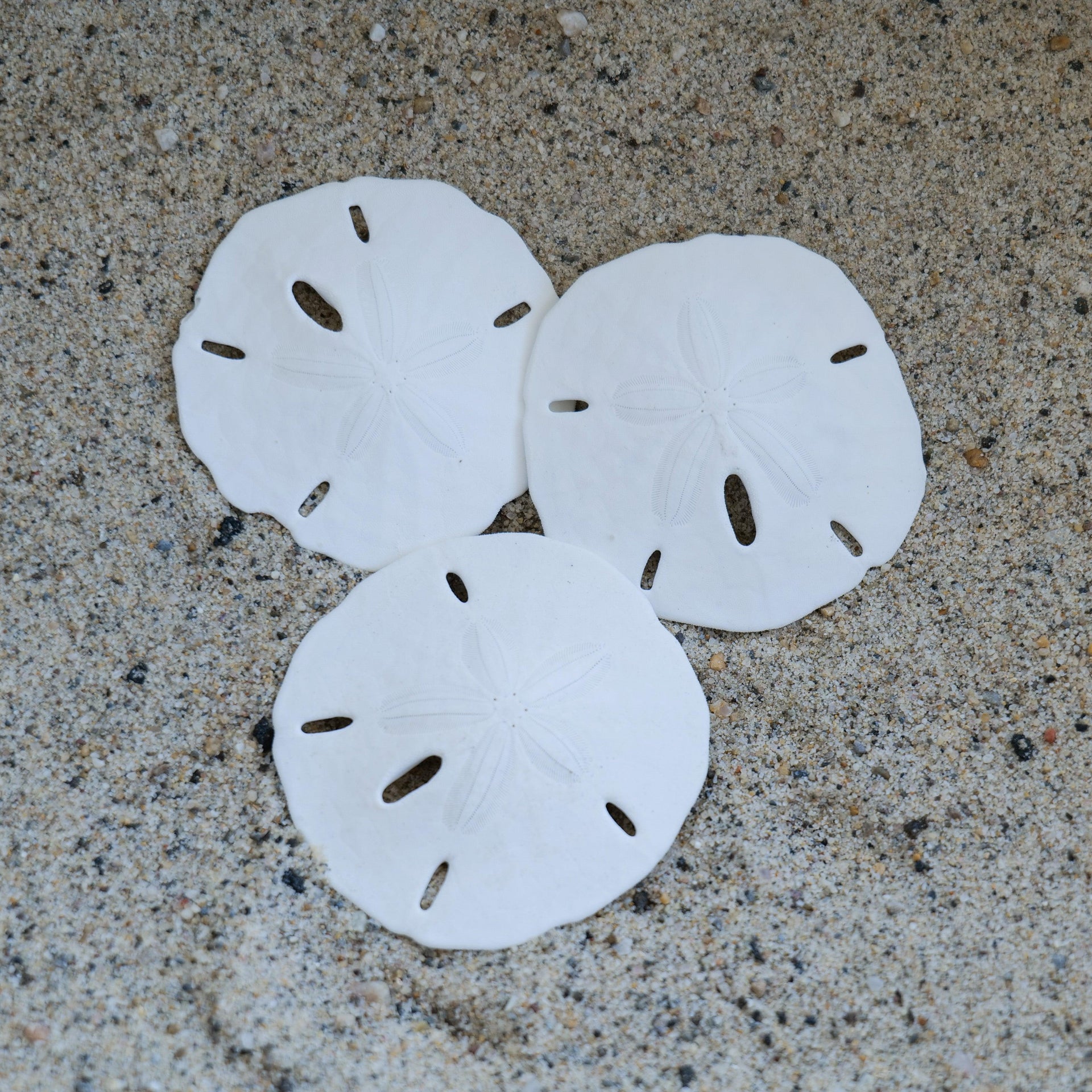 Sandollar de ojo de cerradura de Florida