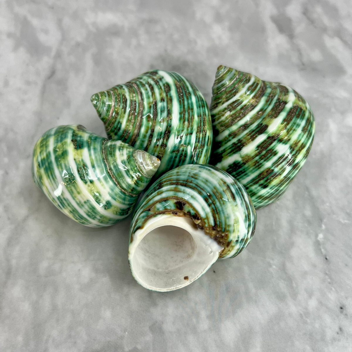 Turbo pulido verde de 1,5 a 2 pulgadas