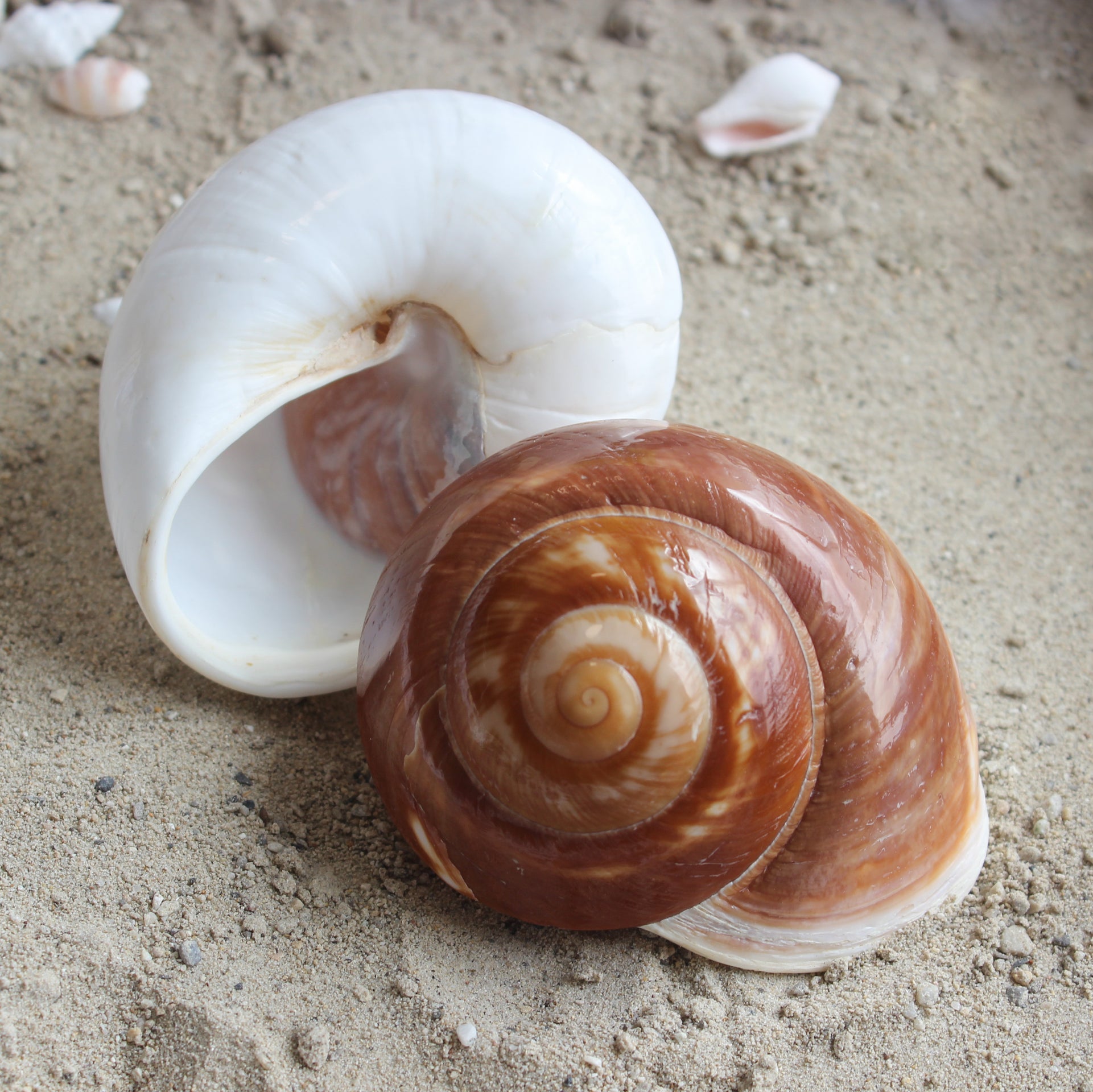 Giant Landsnail | Polished 3-3.5"