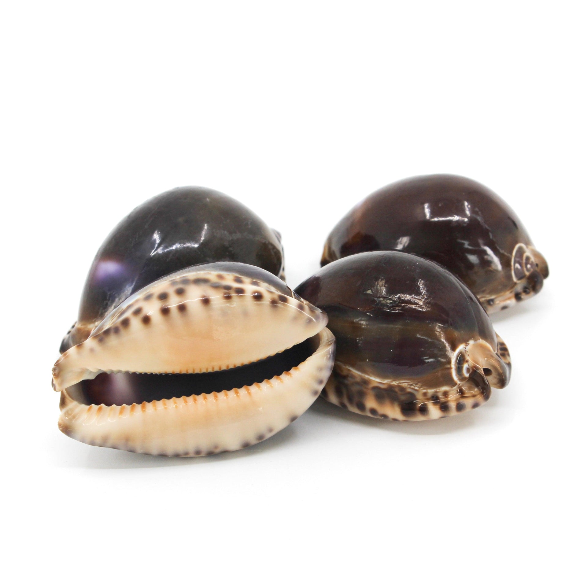 Arabian Cowrie 2-3"