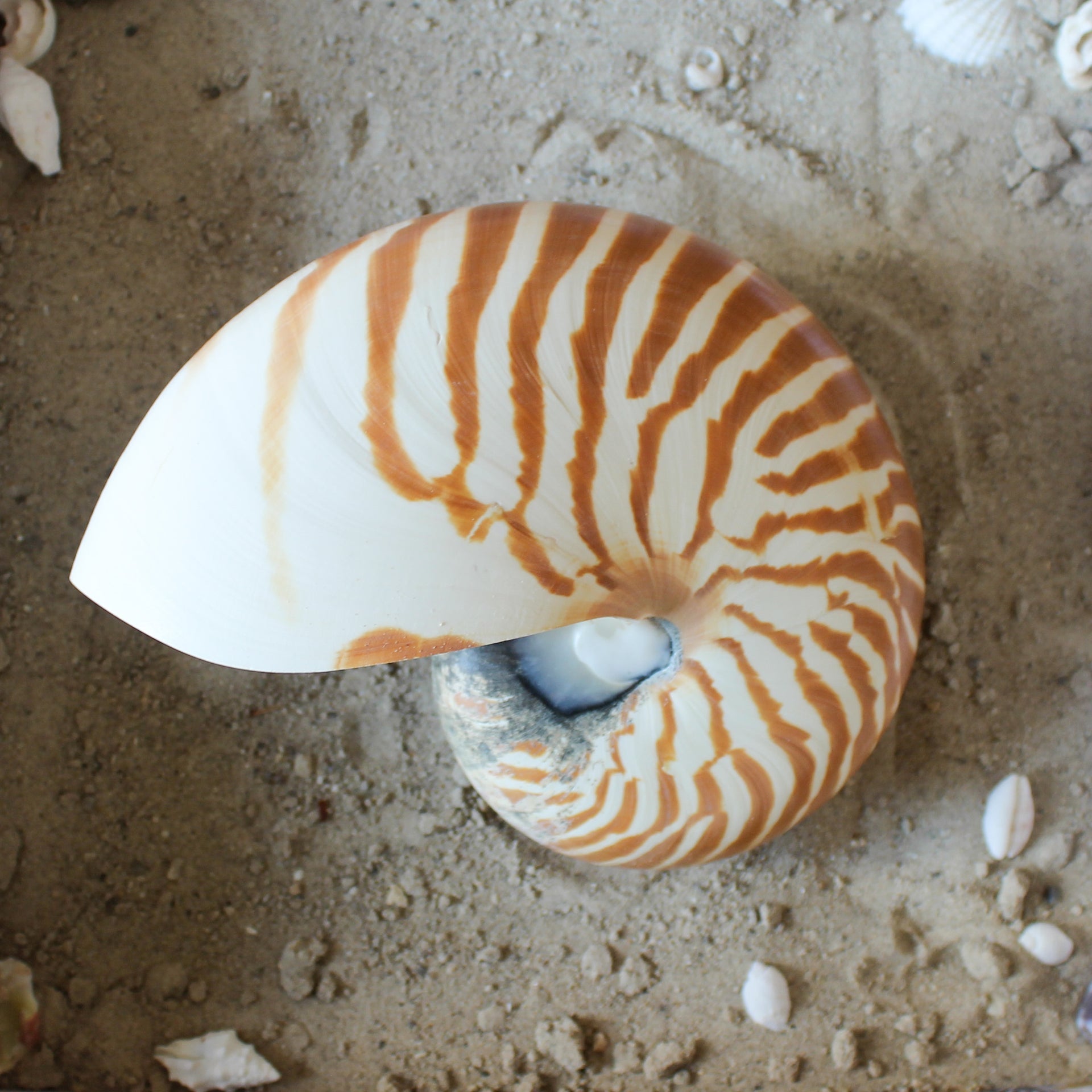 chambered Nautilus