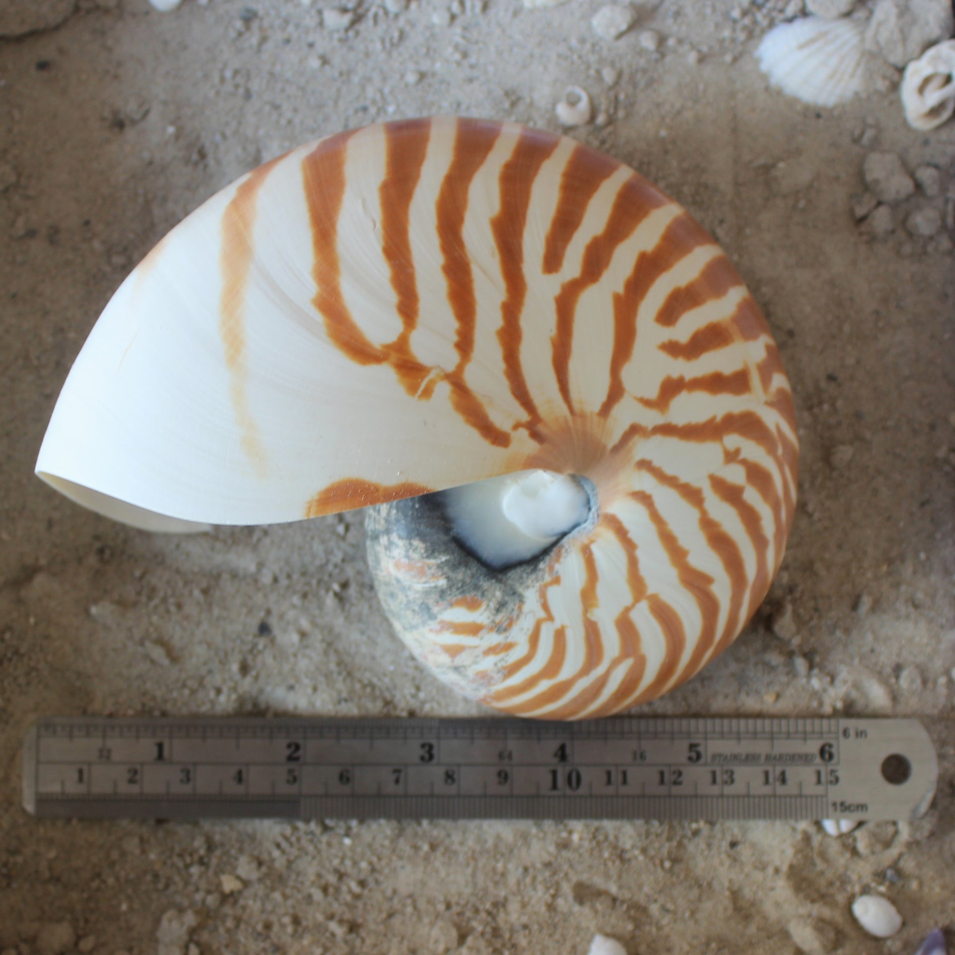 chambered Nautilus