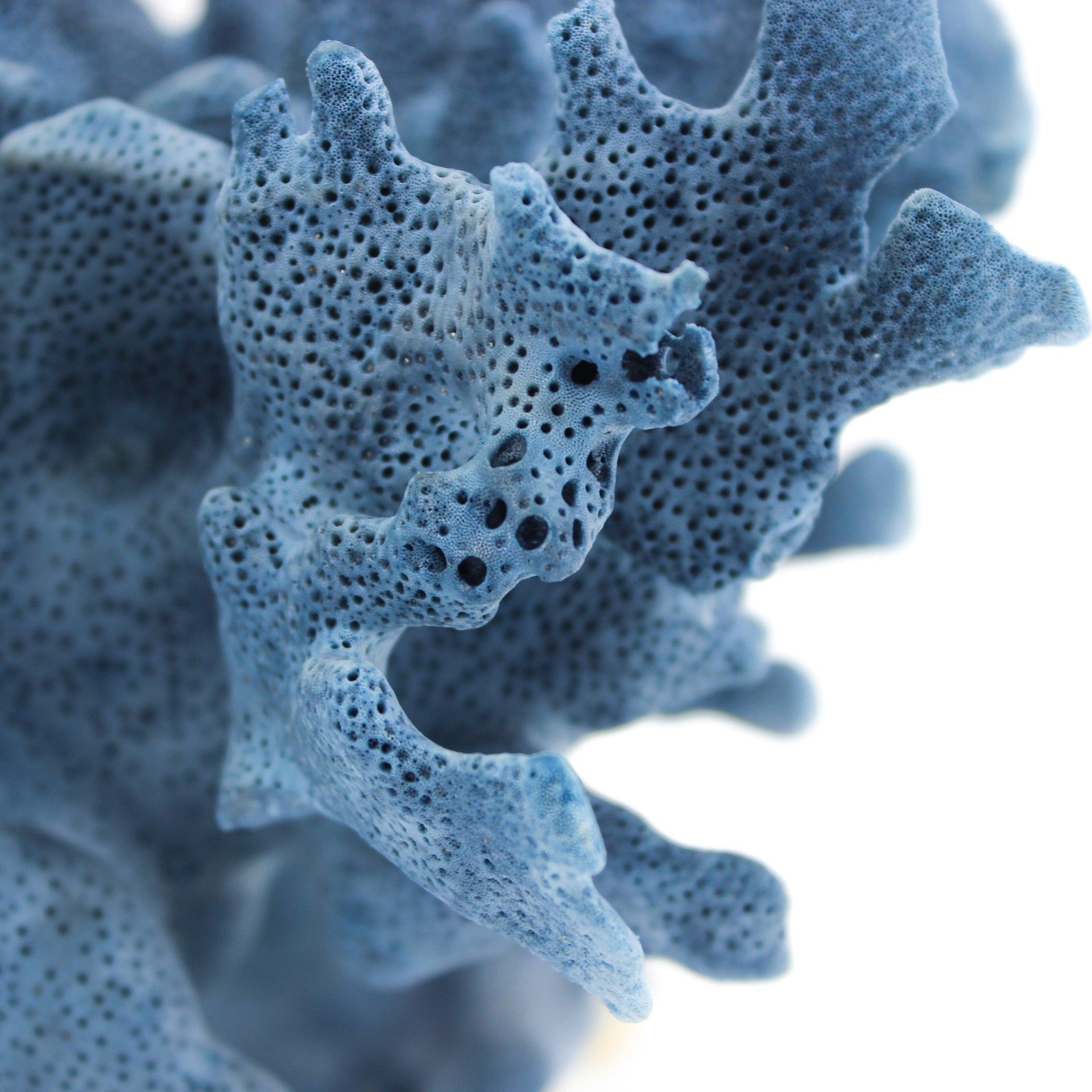 Coral azul de 5 a 7 pulgadas