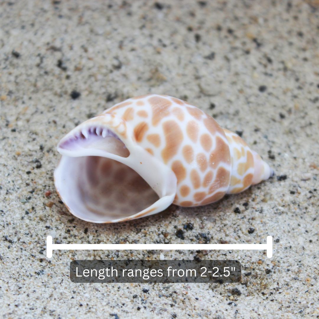 Babilonia india 2-2,5"