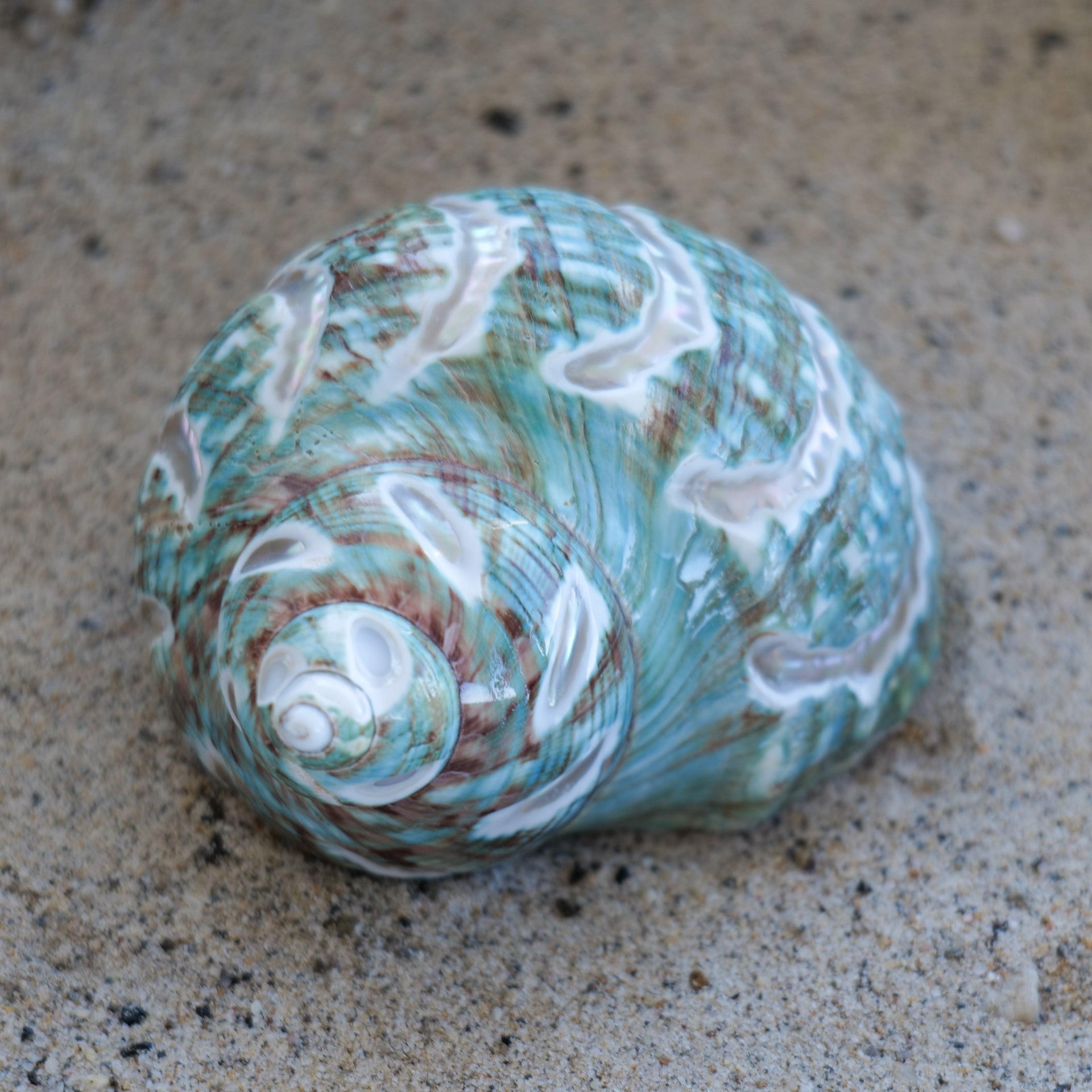 Jade Turbo Carved 3-4"
