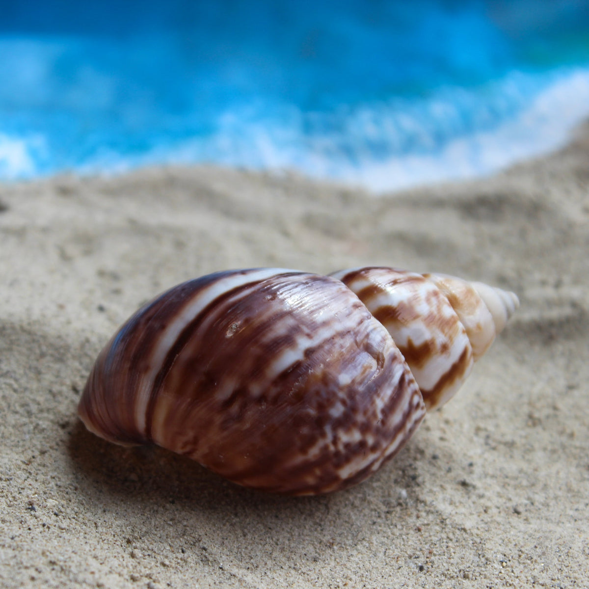 Caracol de tierra japonés de 2,5 a 3 pulgadas