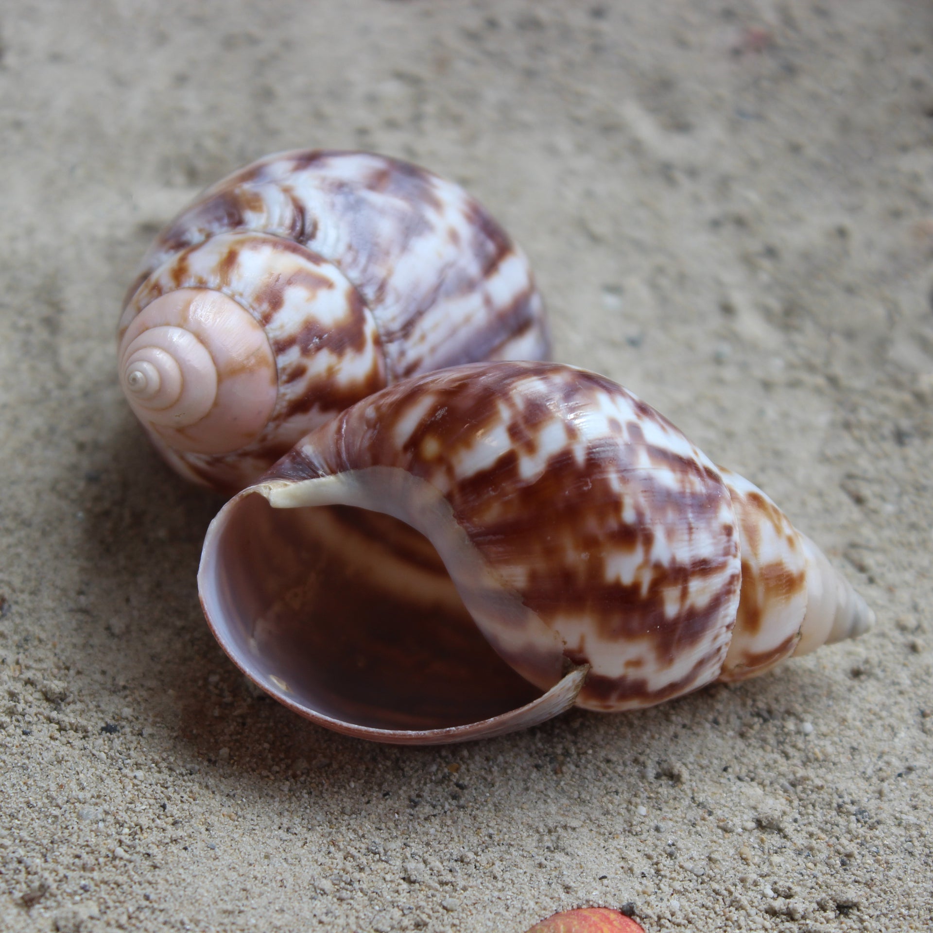 Caracol de tierra japonés de 2,5 a 3 pulgadas