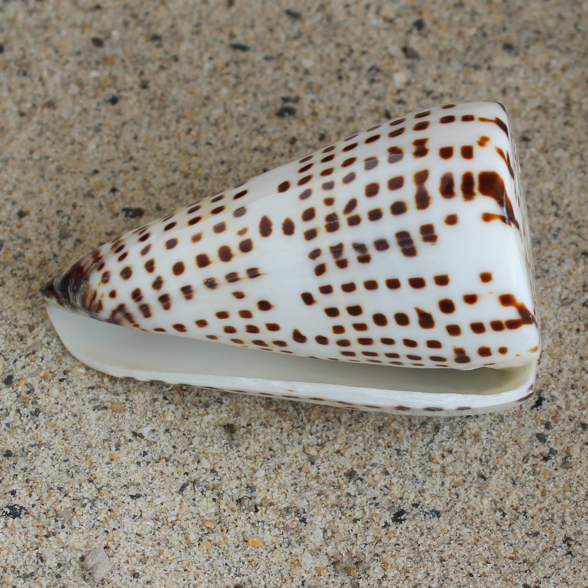 Lettered Cone 3-3.5"
