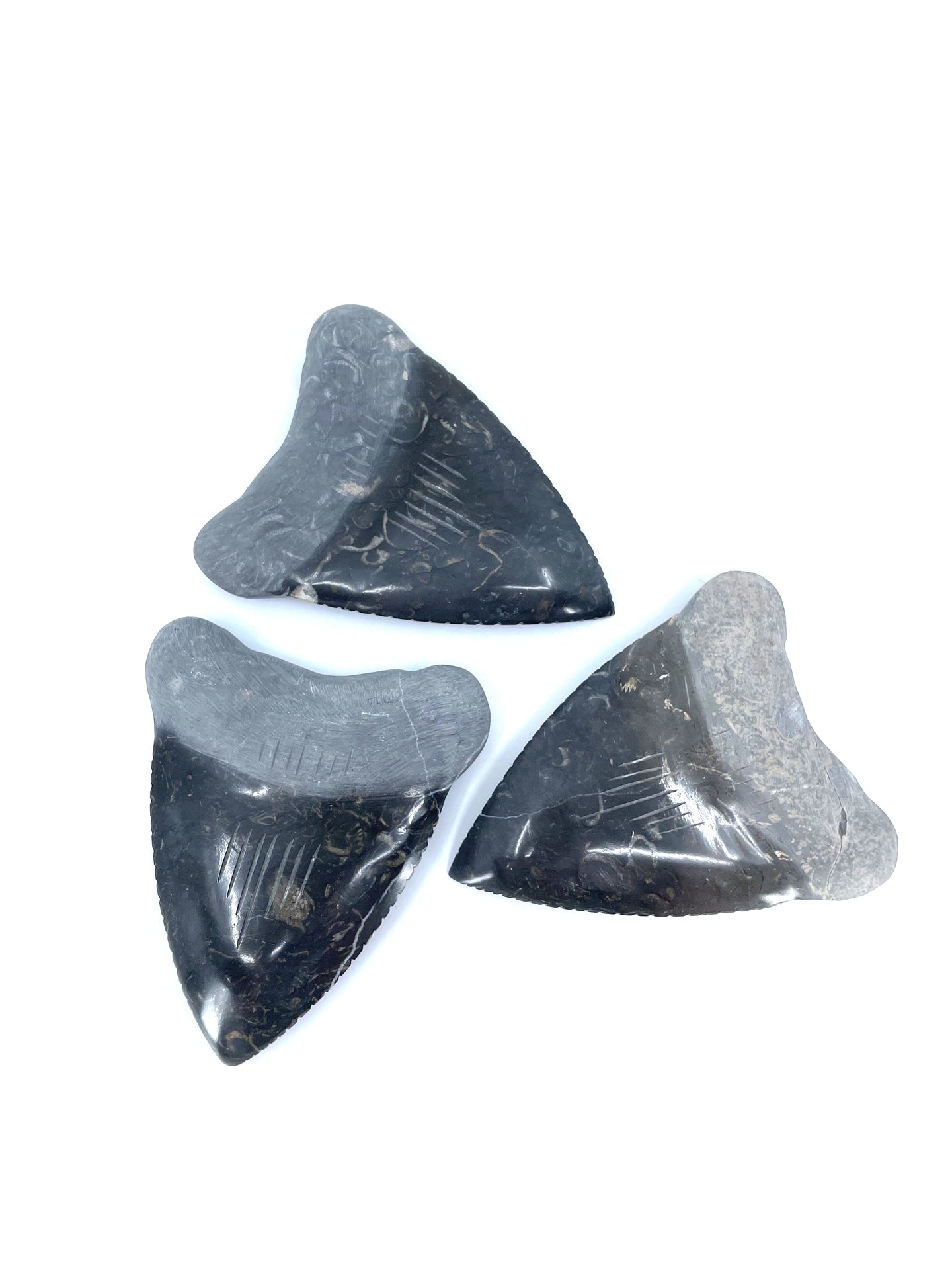 Diente de megalodón de mármol de 4''