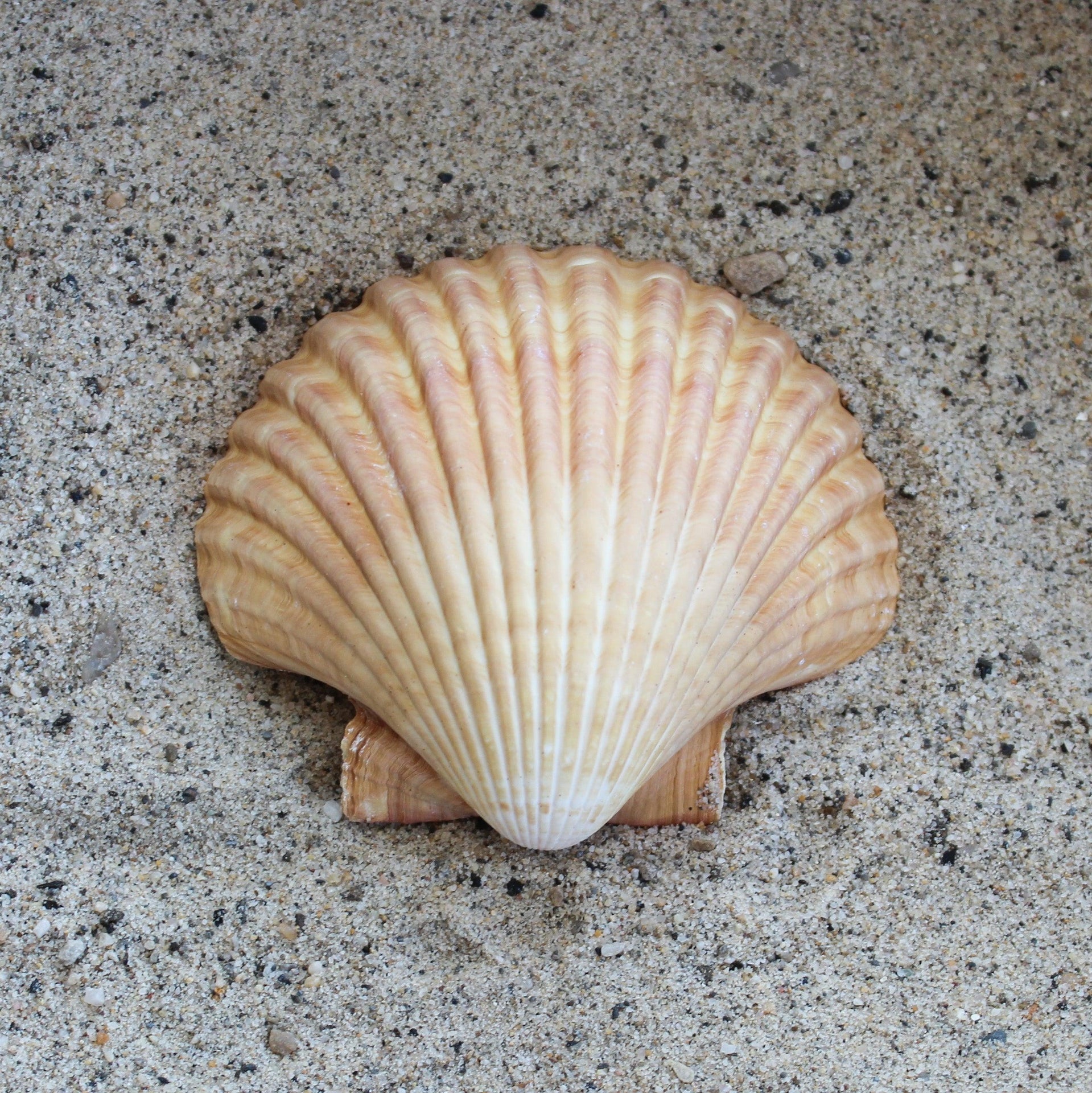 Mexican Yellow Cup 3-3.5"