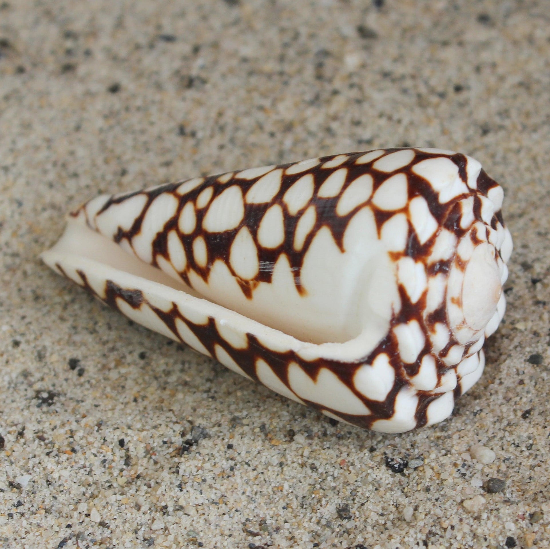 Cono de mármol de 2,5 a 3 pulgadas