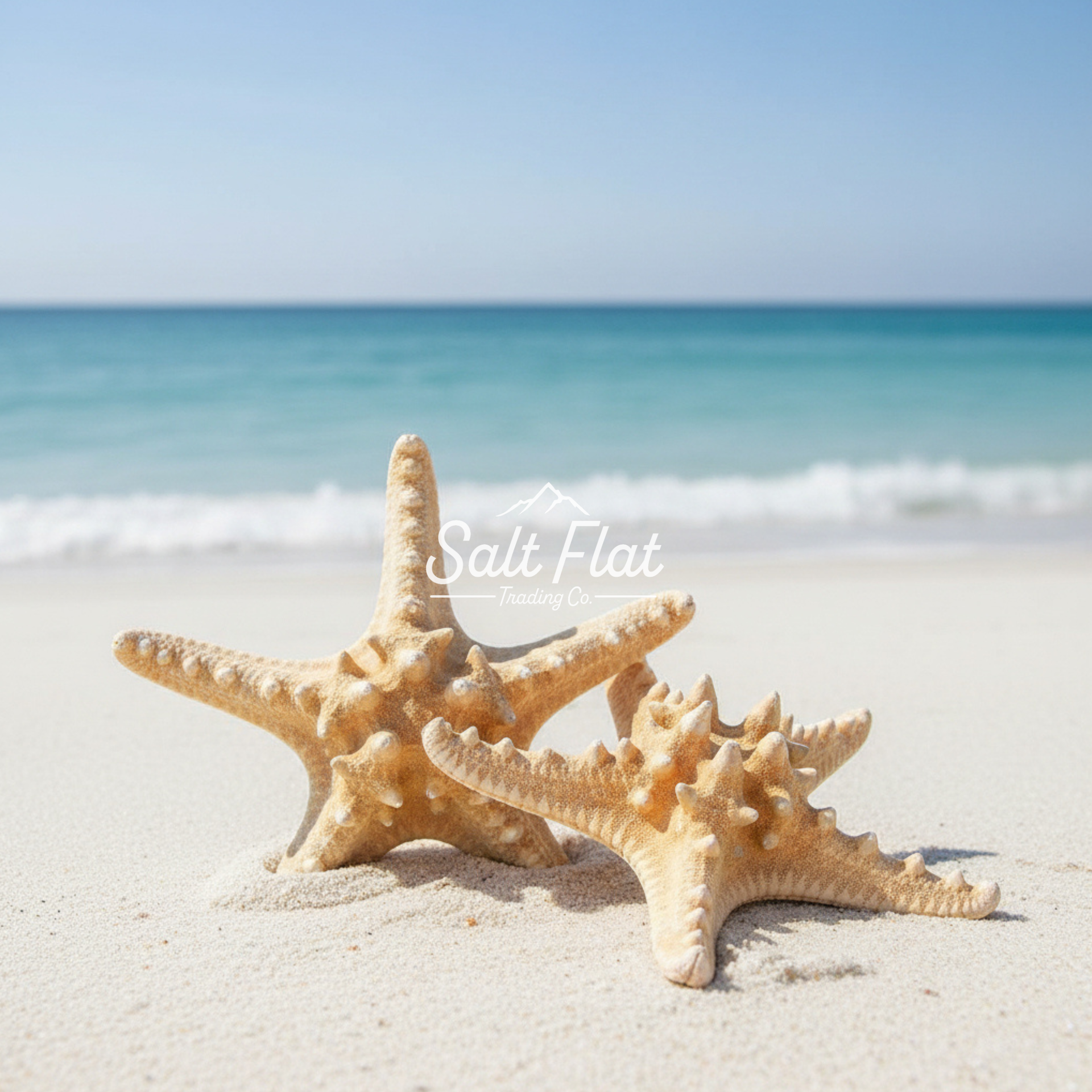 Estrella con nudos naturales de 7-8"