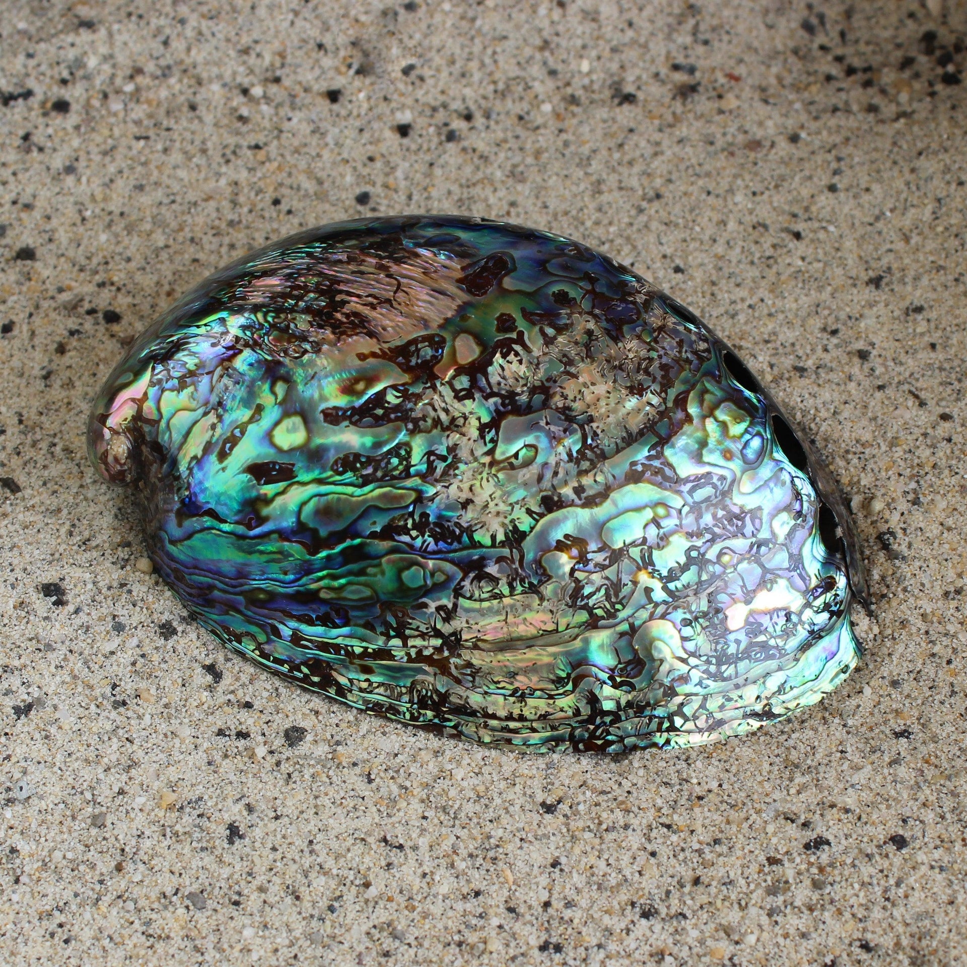 Abulón Paua pulido de 4,5 a 5 pulgadas