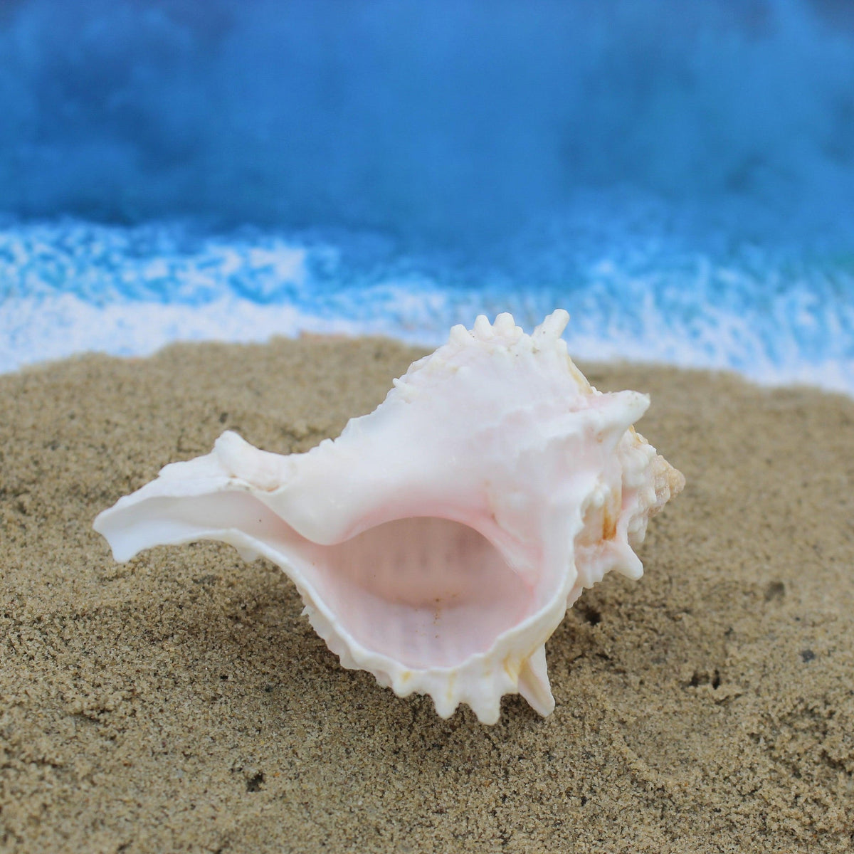 Murex rosa