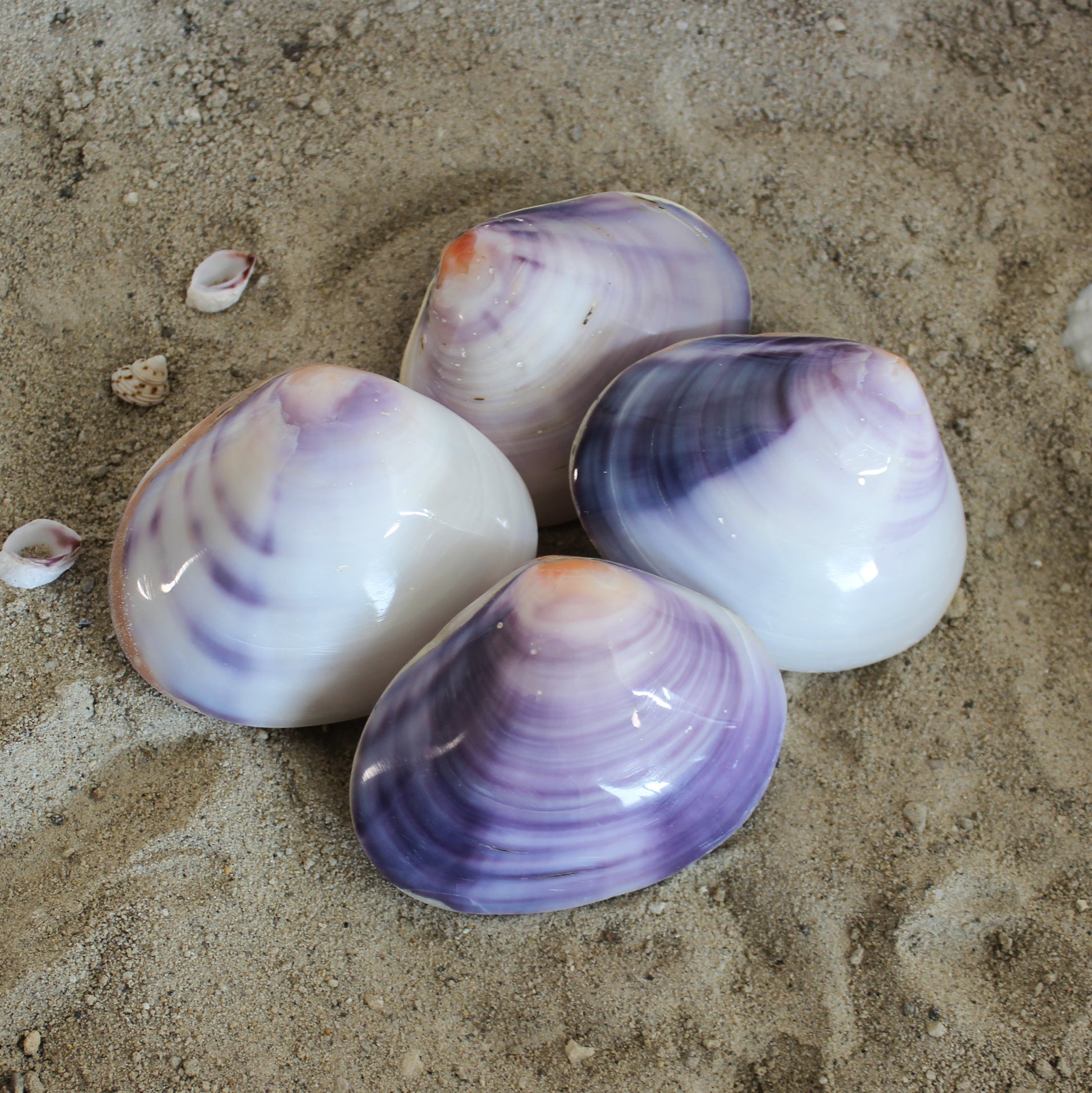 Conchas de almeja moradas