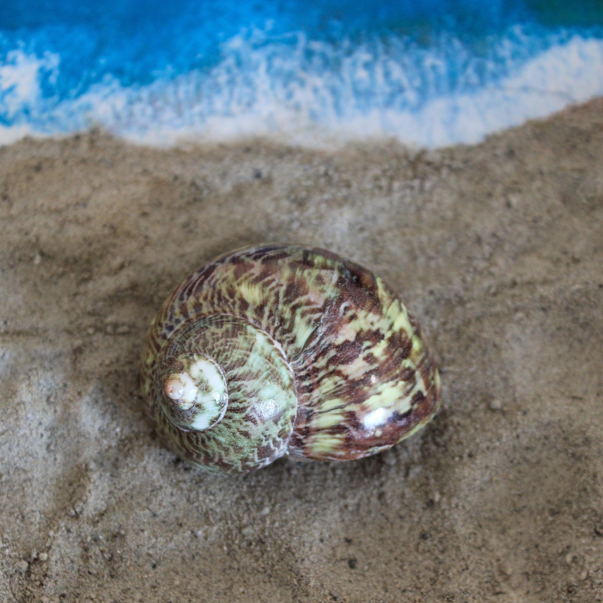 Varigated Turbo 1.5-2.5